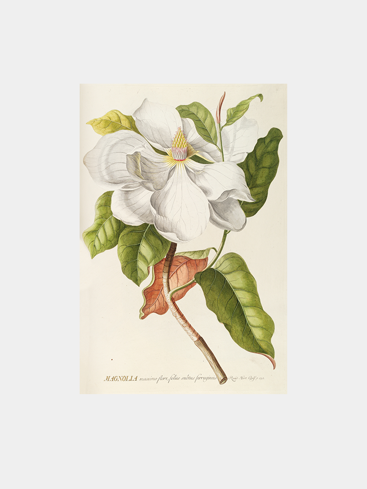 Magnolia II Art Print