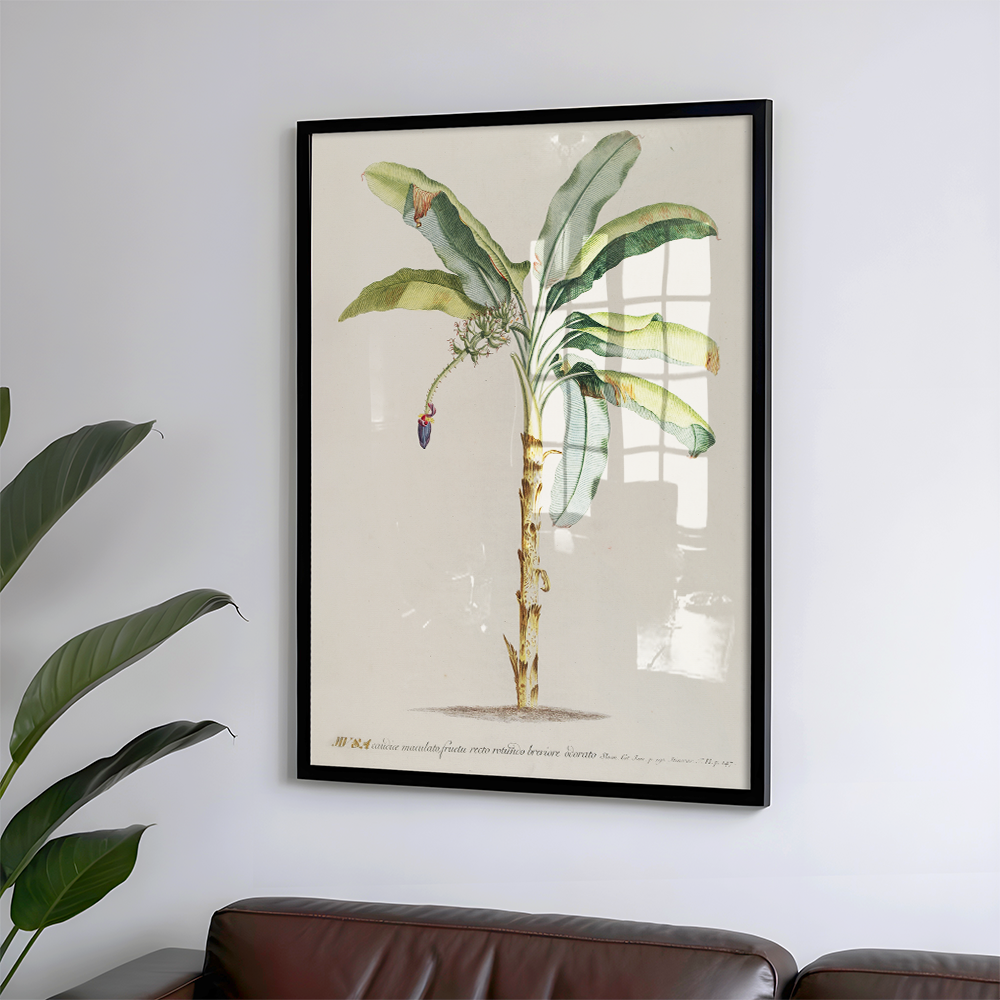 Musa II Art Print