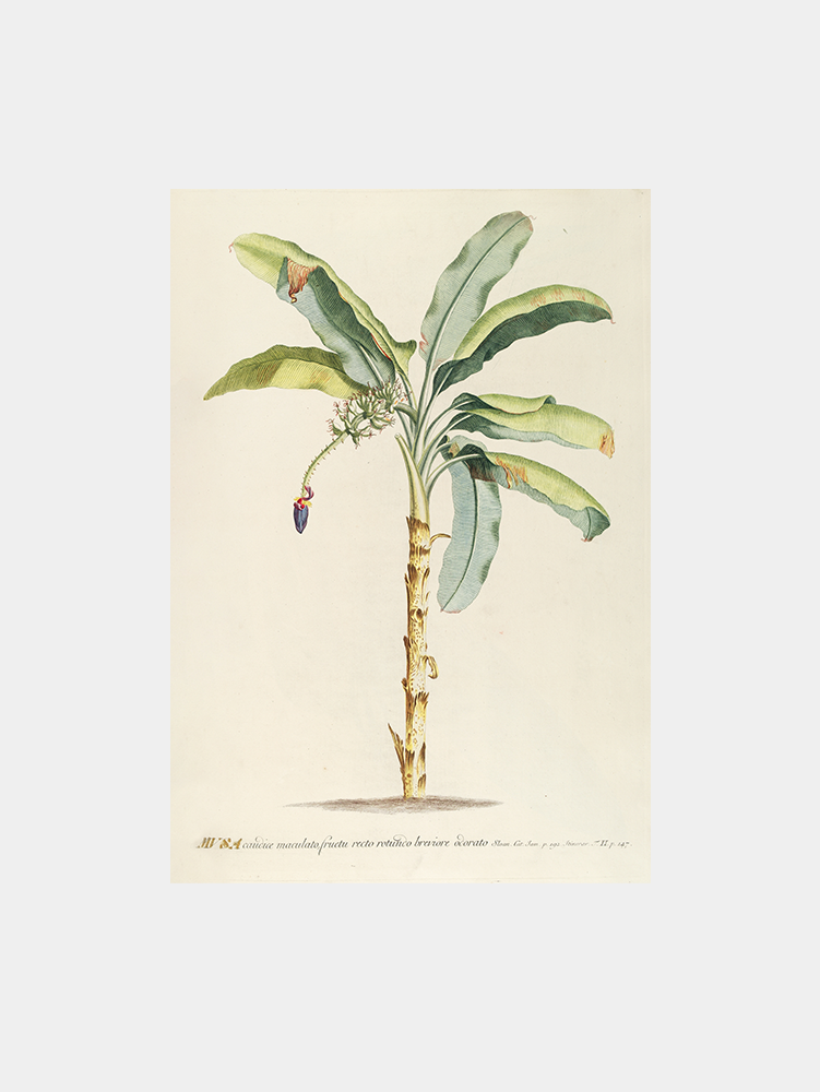 Musa II Art Print