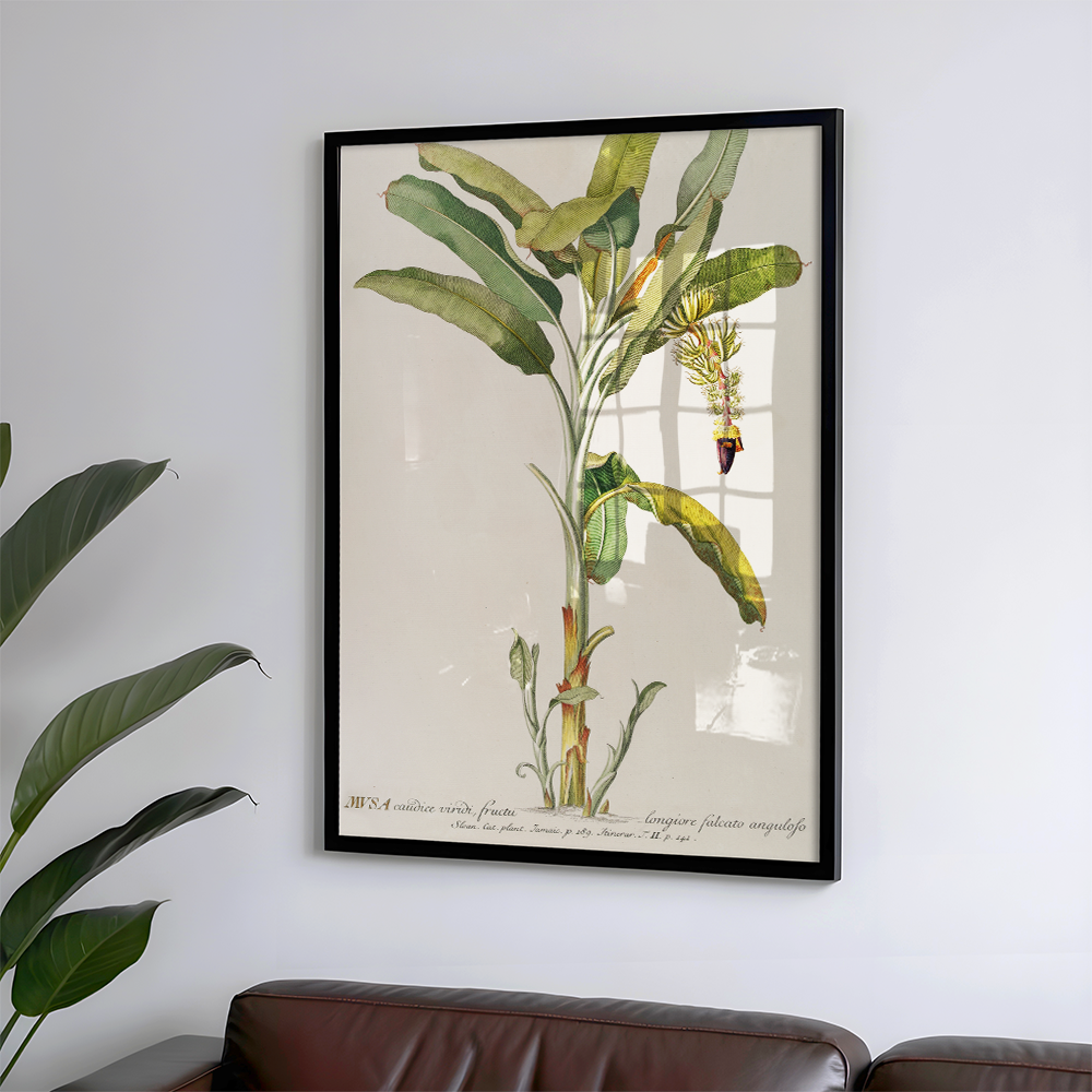 Musa Art Print