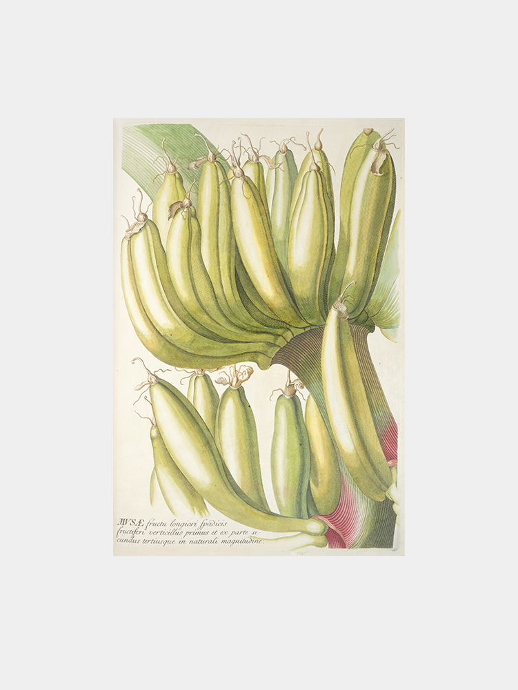 Musae (1750-1773) Art Print