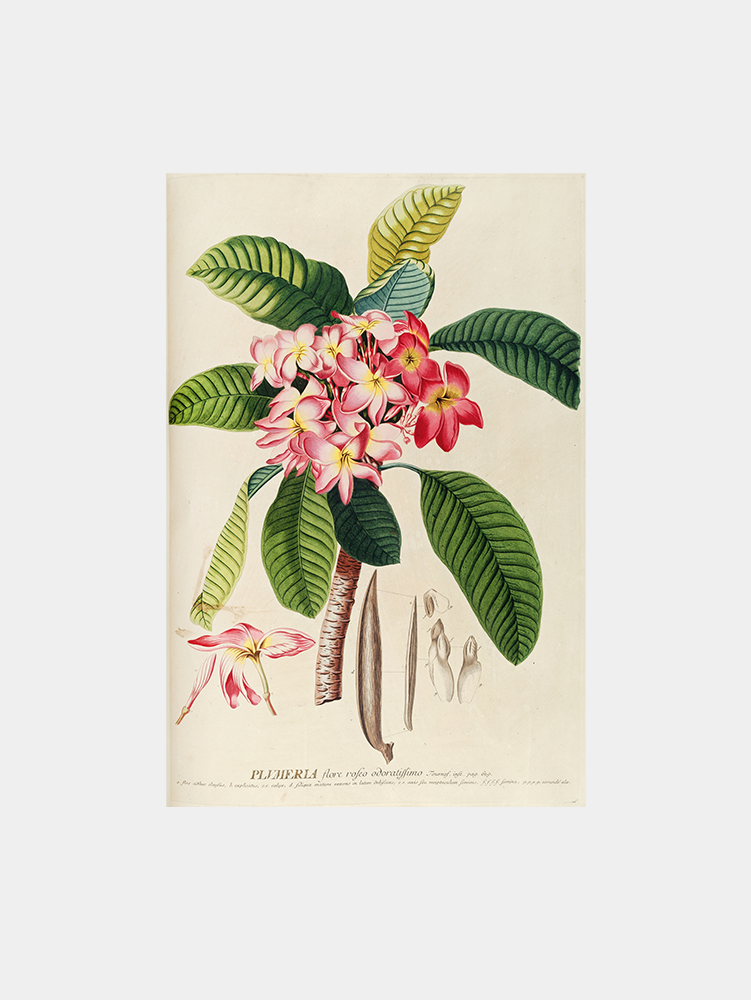 Plumeria Art Print