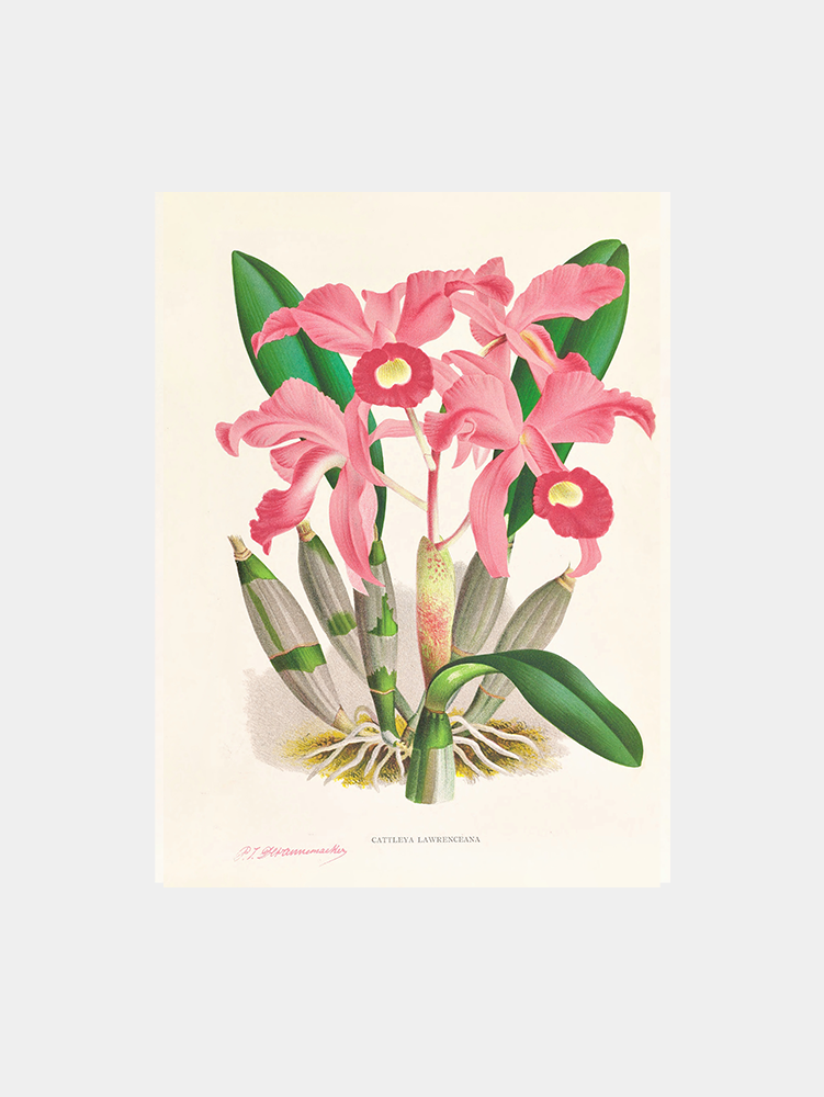 Cattleya Lawrenceana Art Print