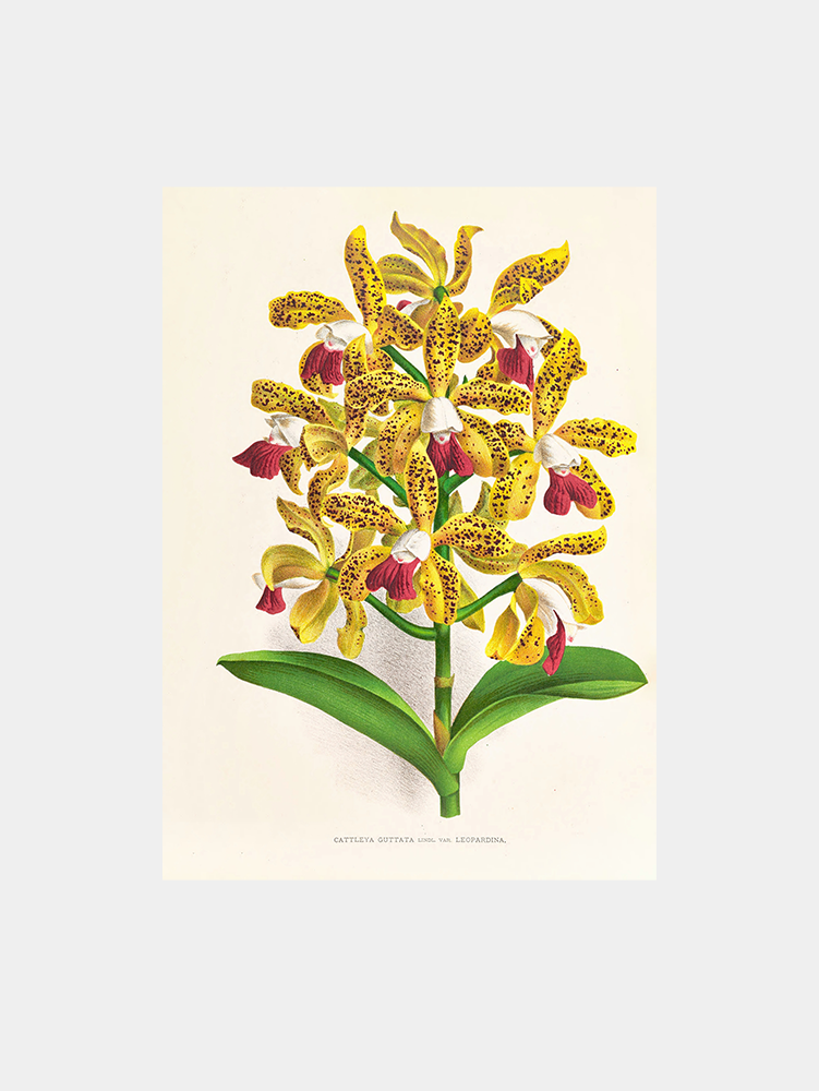 Cattleya guttata  Art Print