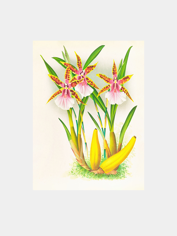 Miltonia blunti Art Print