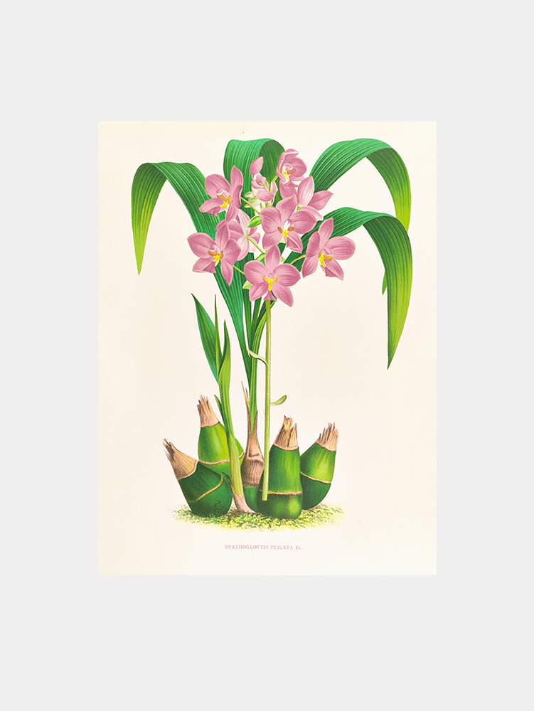 Spathoglottis plicata Art Print