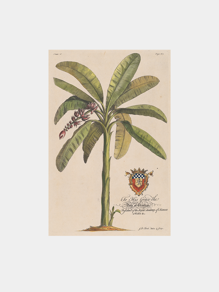 The Banana Tree Art Print