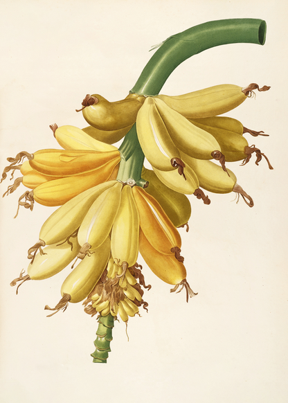 Les liliacees XXIII Art Print