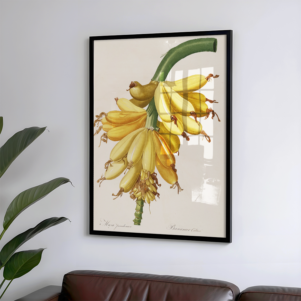 Les liliacees (1805-1816) Art Print