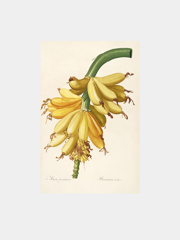 Les liliacees (1805-1816) Art Print