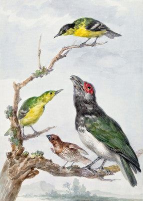 Aert Schouman: "Four Different Birds On a Branch" Art Print