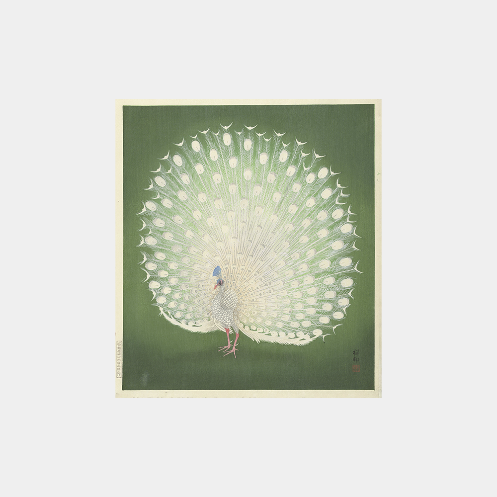 Peacock Art Print