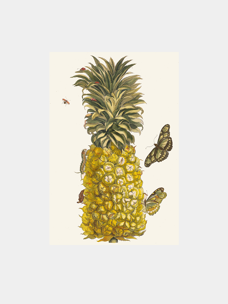 Ananas Mur (1705) Art Print