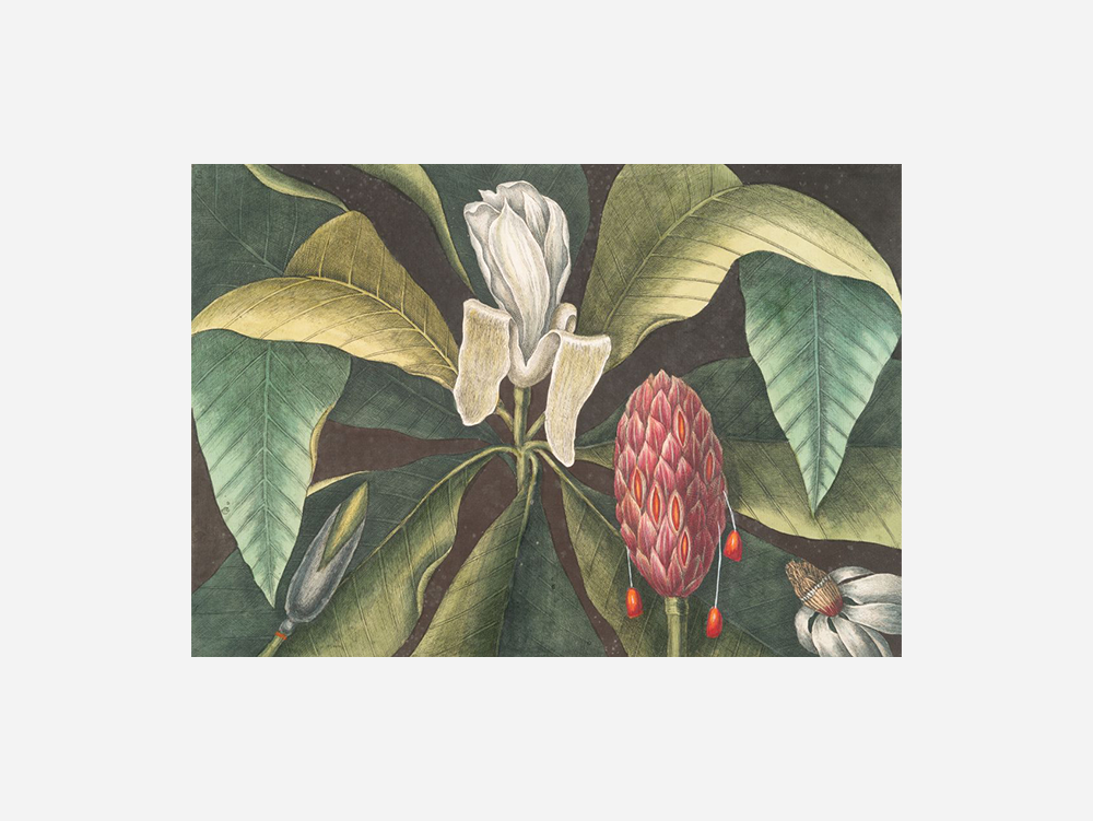 Umbrella Tree (Magnolia) Art Print