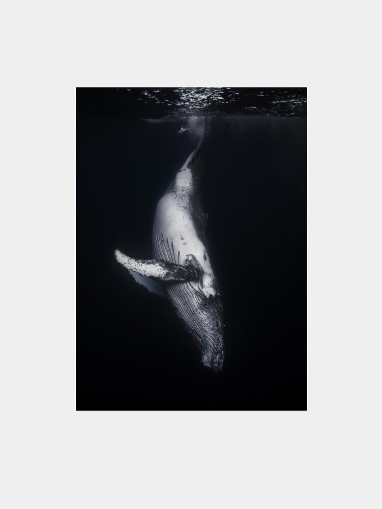 Black whale Art Print
