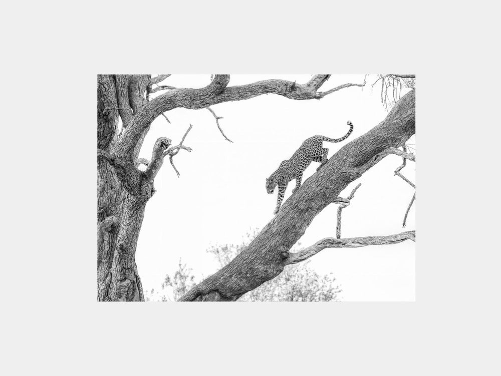 High key Leopard Art Print