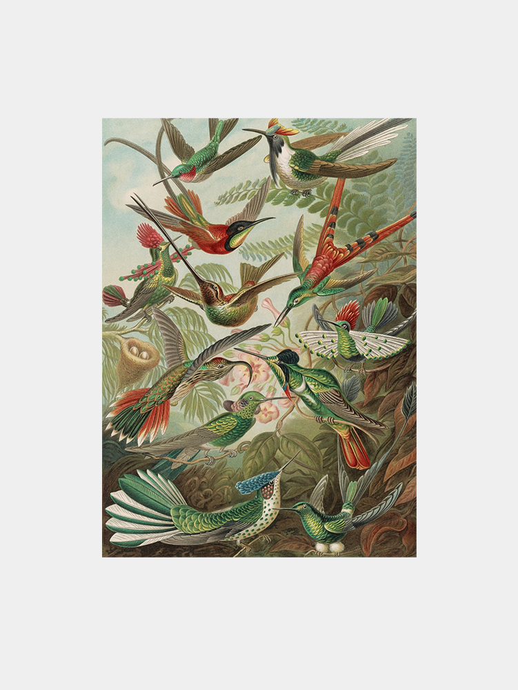 Trochilidae Art Print