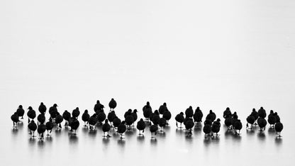 Eurasian coots Art Print