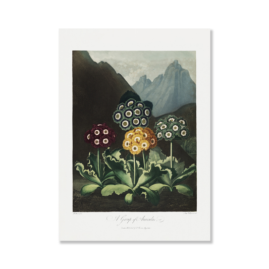 A Group of Auriculas from The Temple of Flora Art Print