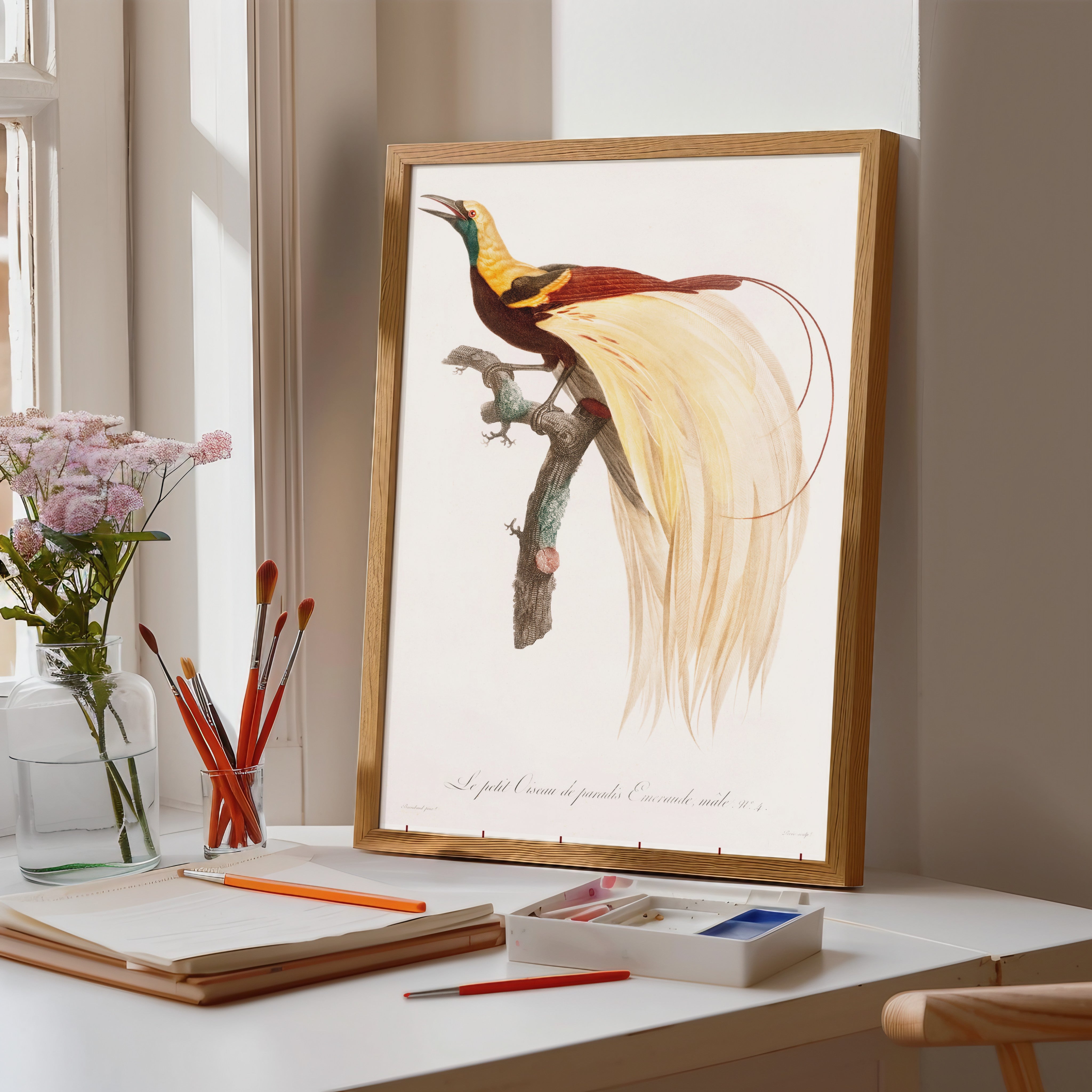 Young Emperor Bird of Paradise