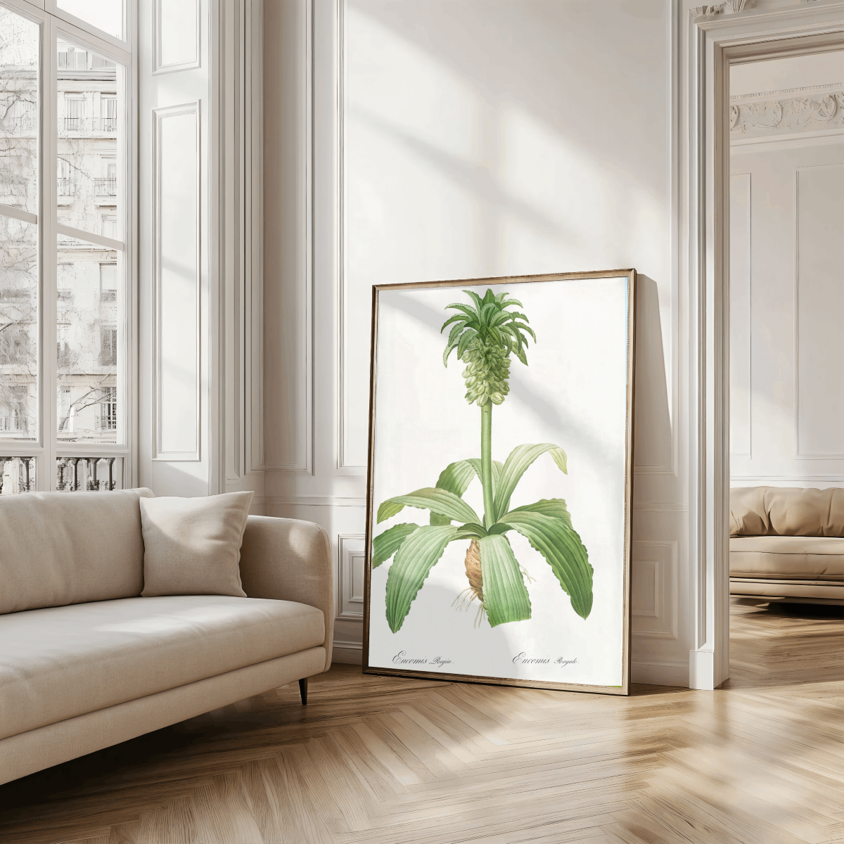 Eucomis Regia Art Print