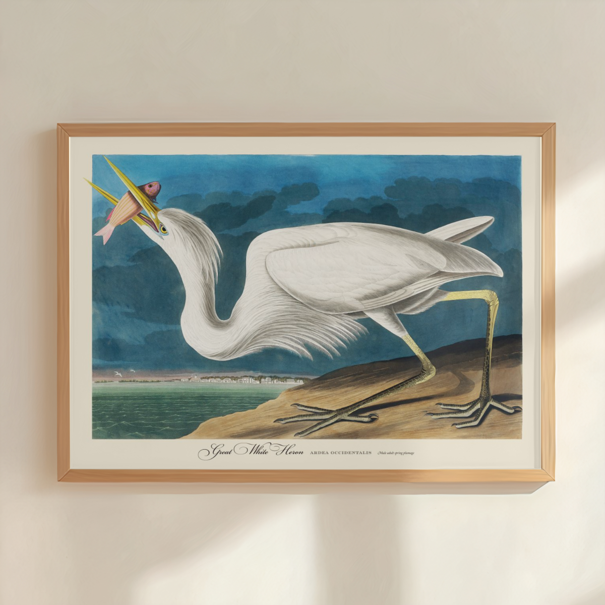 Great White Heron Print