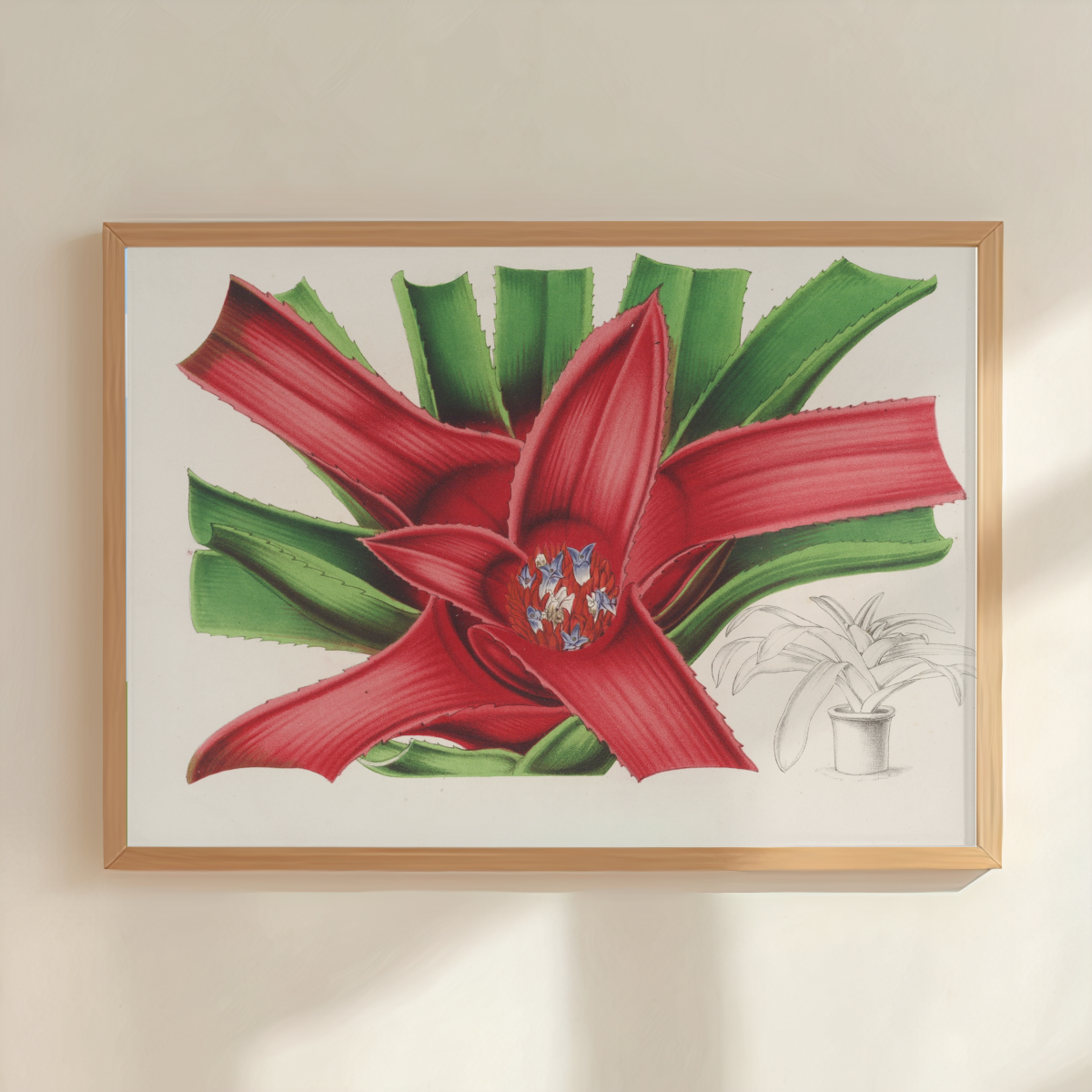 Nidularium Meyendorffii  Art Print