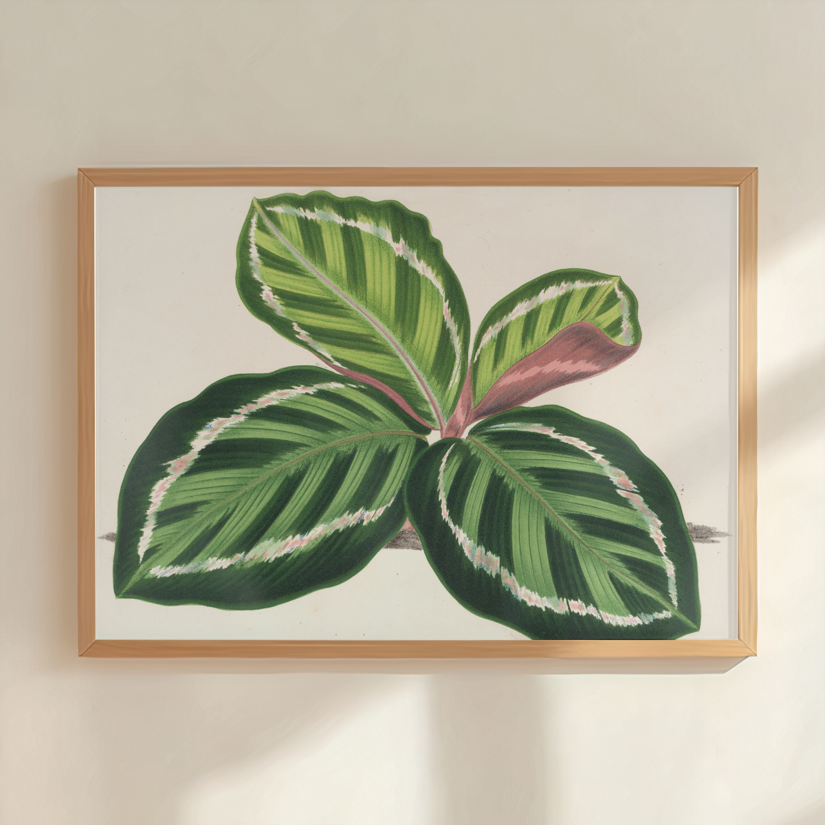 Maranta Illustris Art Print
