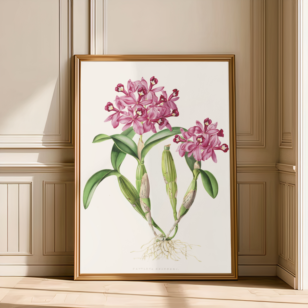 Cattleya Skinneri Art Print