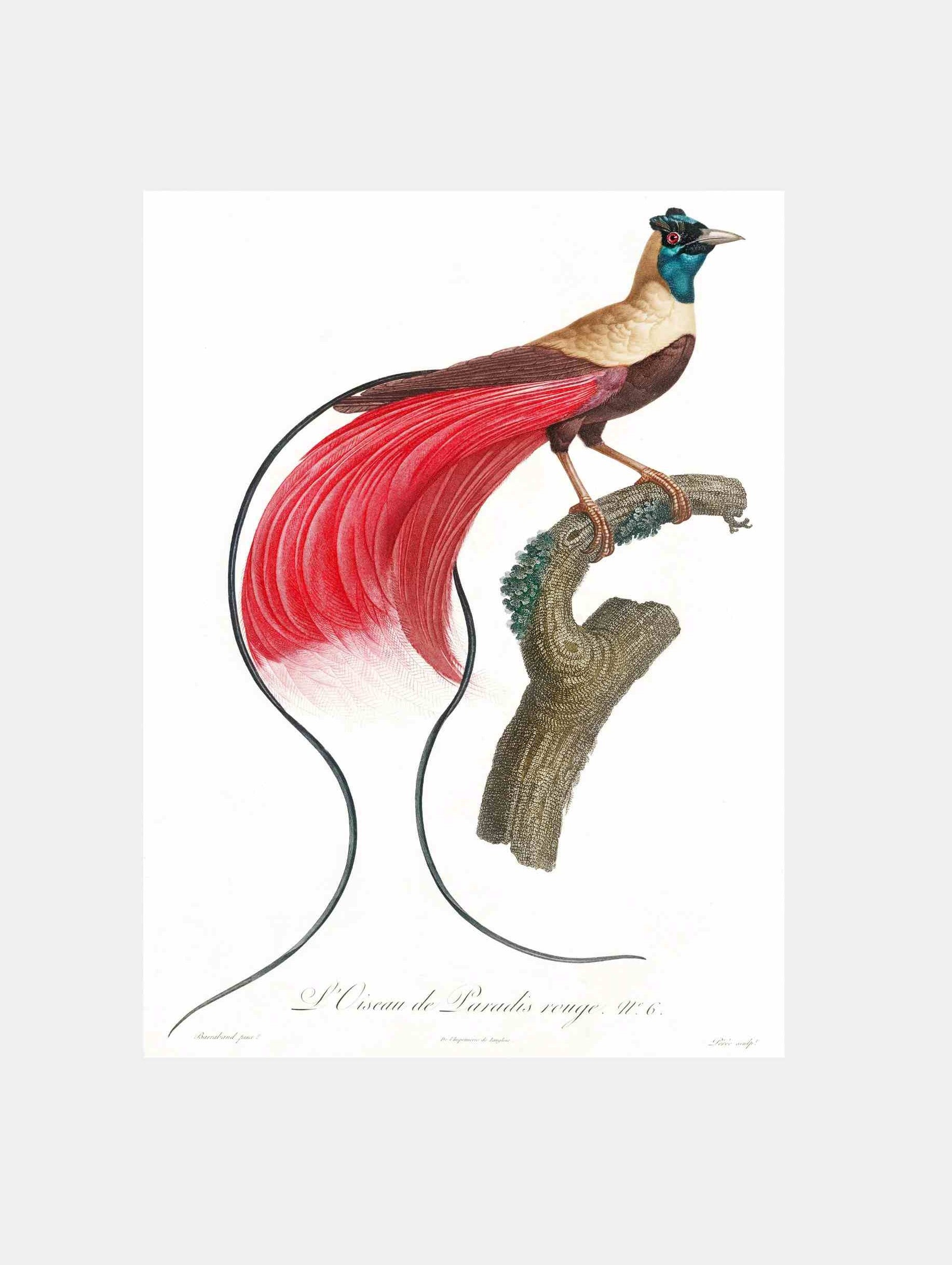 Red Bird of Paradise