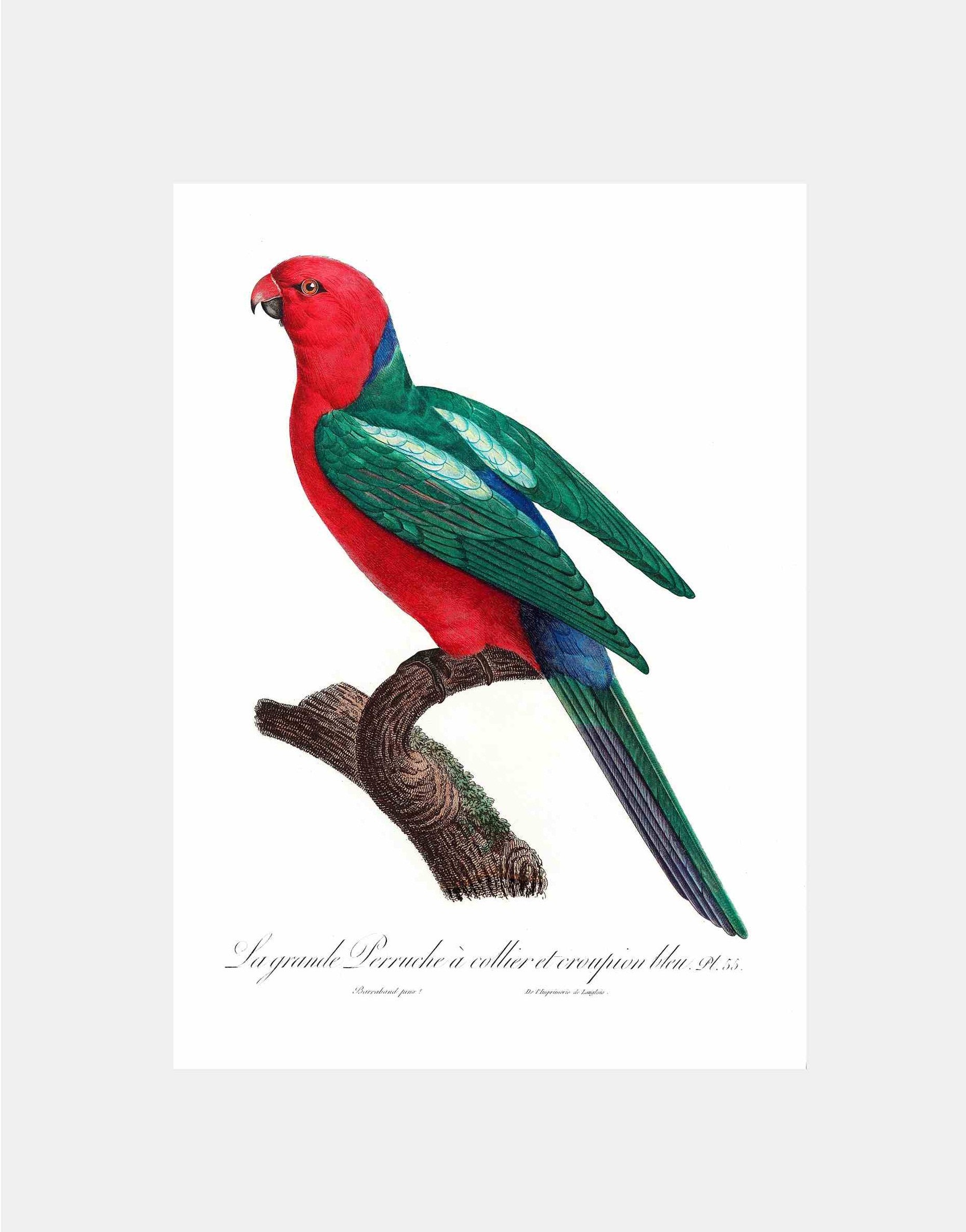 The Australian king parrot Alisterus Scapularis