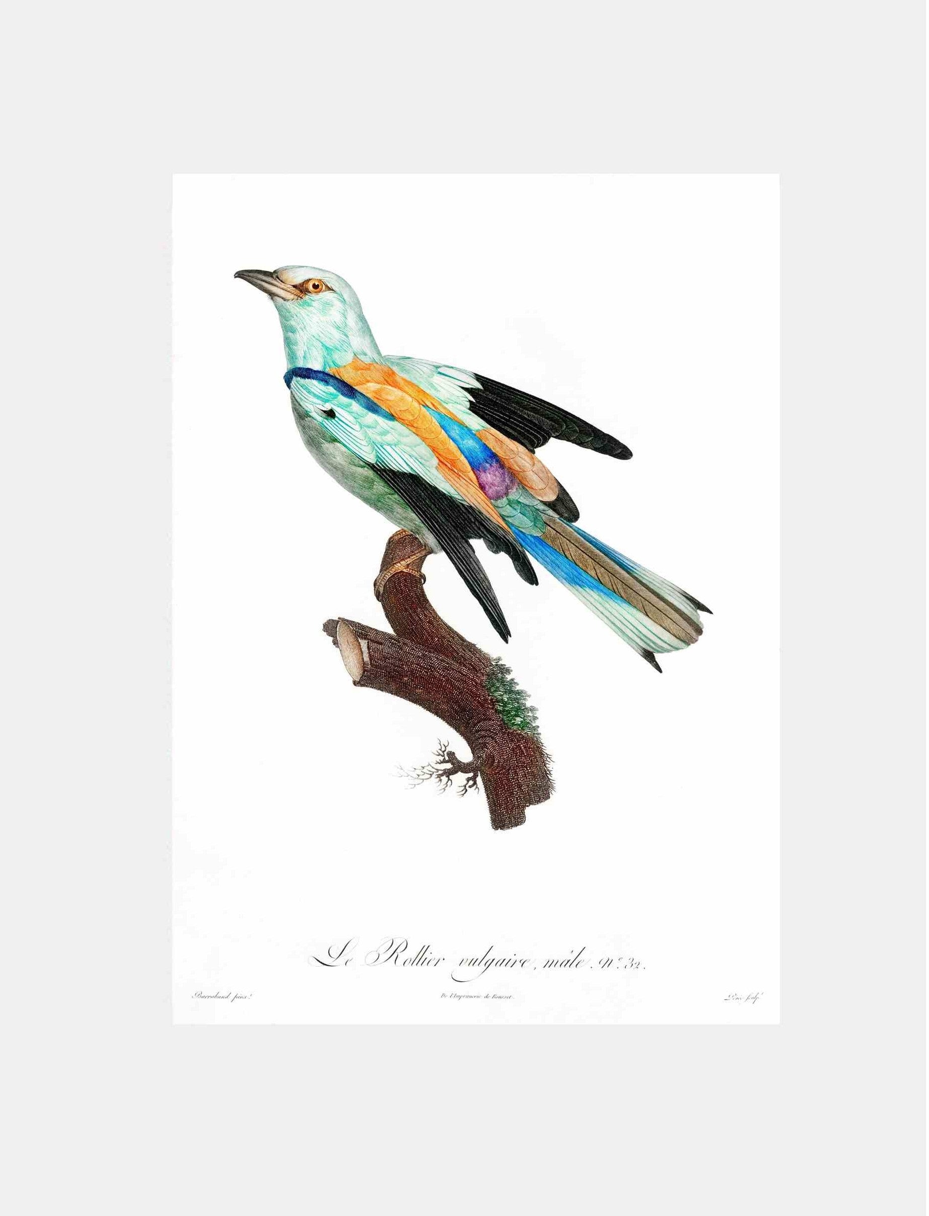 Abyssinian Roller