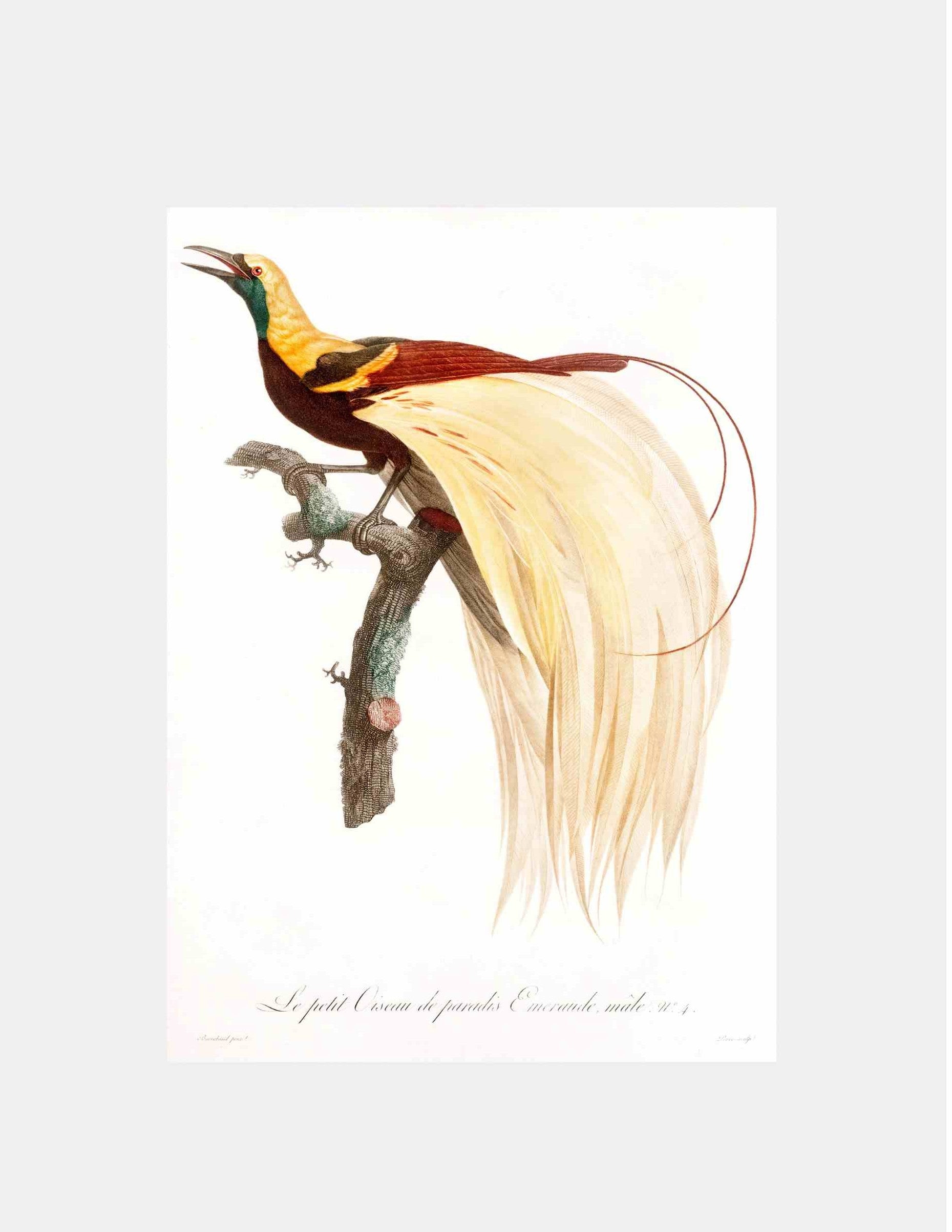Young Emperor Bird of Paradise