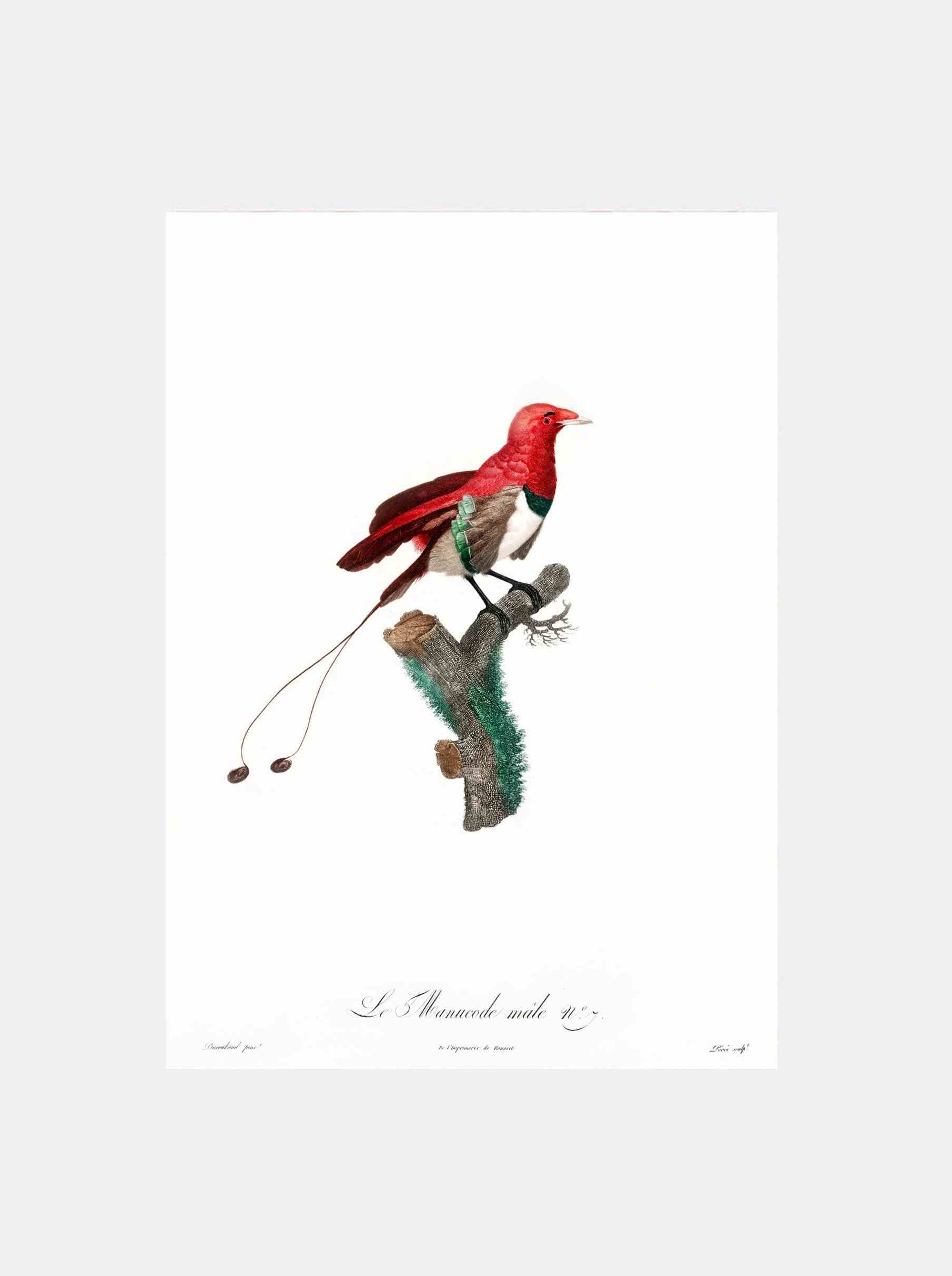 King Bird of Paradise