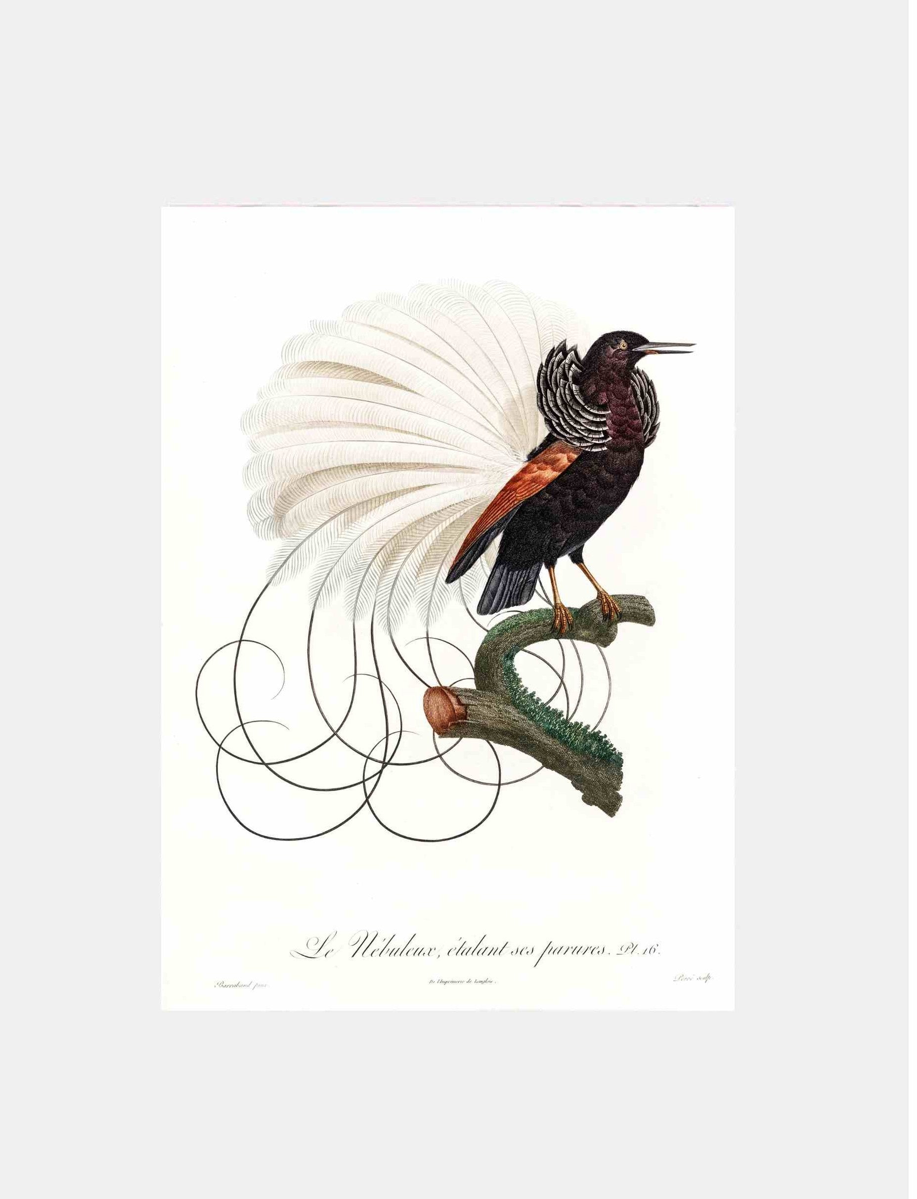 Welve Wired Bird of Paradise