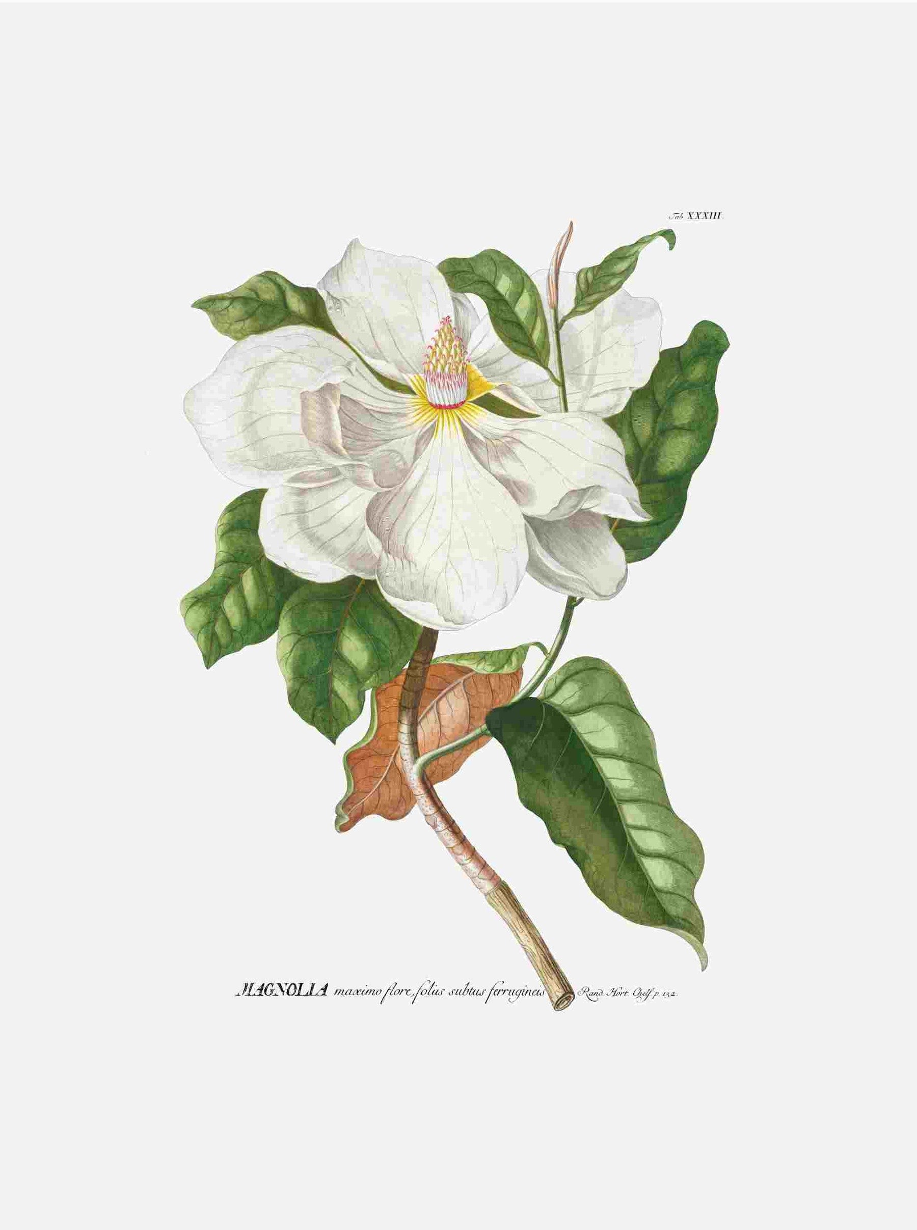 Magnolia II