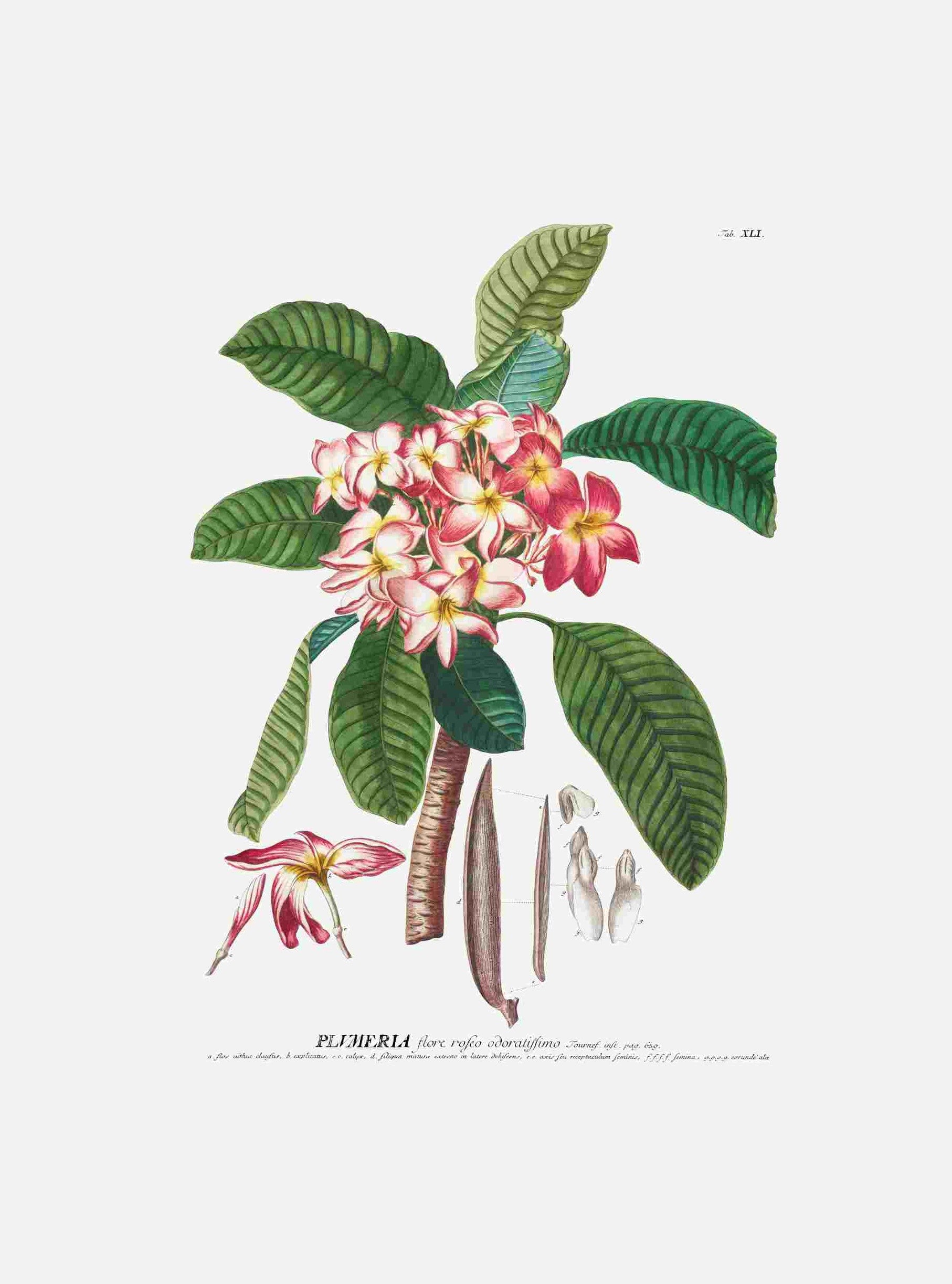 Plumeria