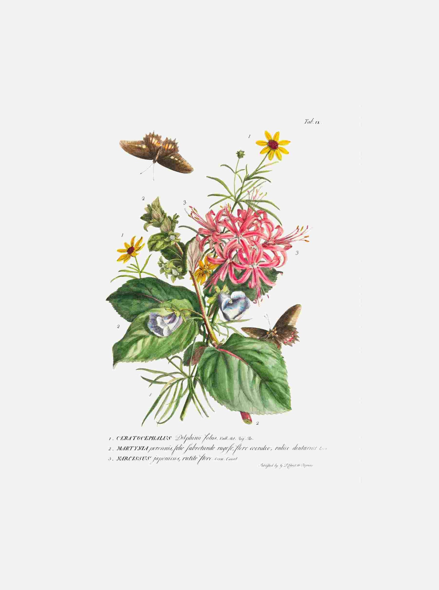 Ceratocephalus
