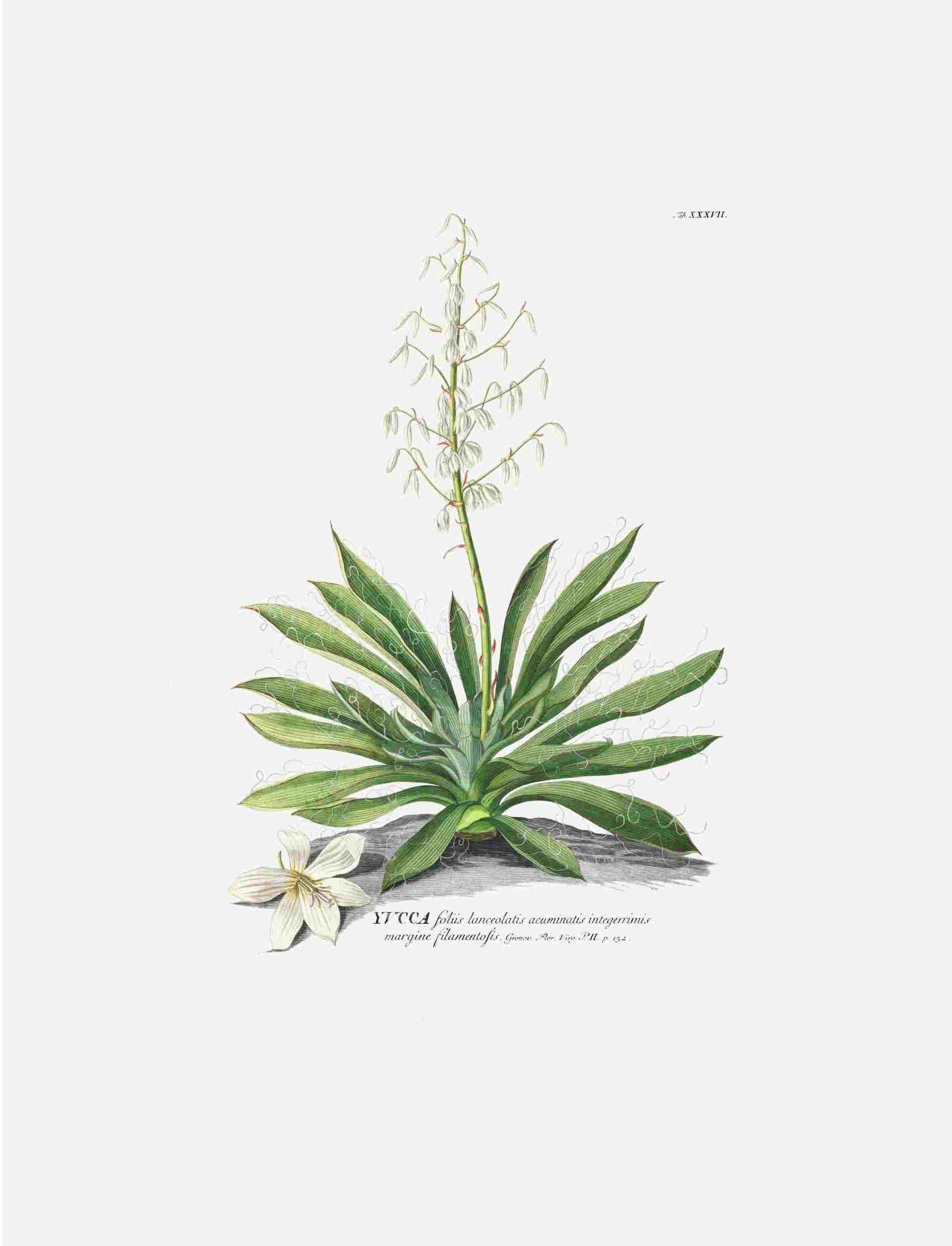 Yucca