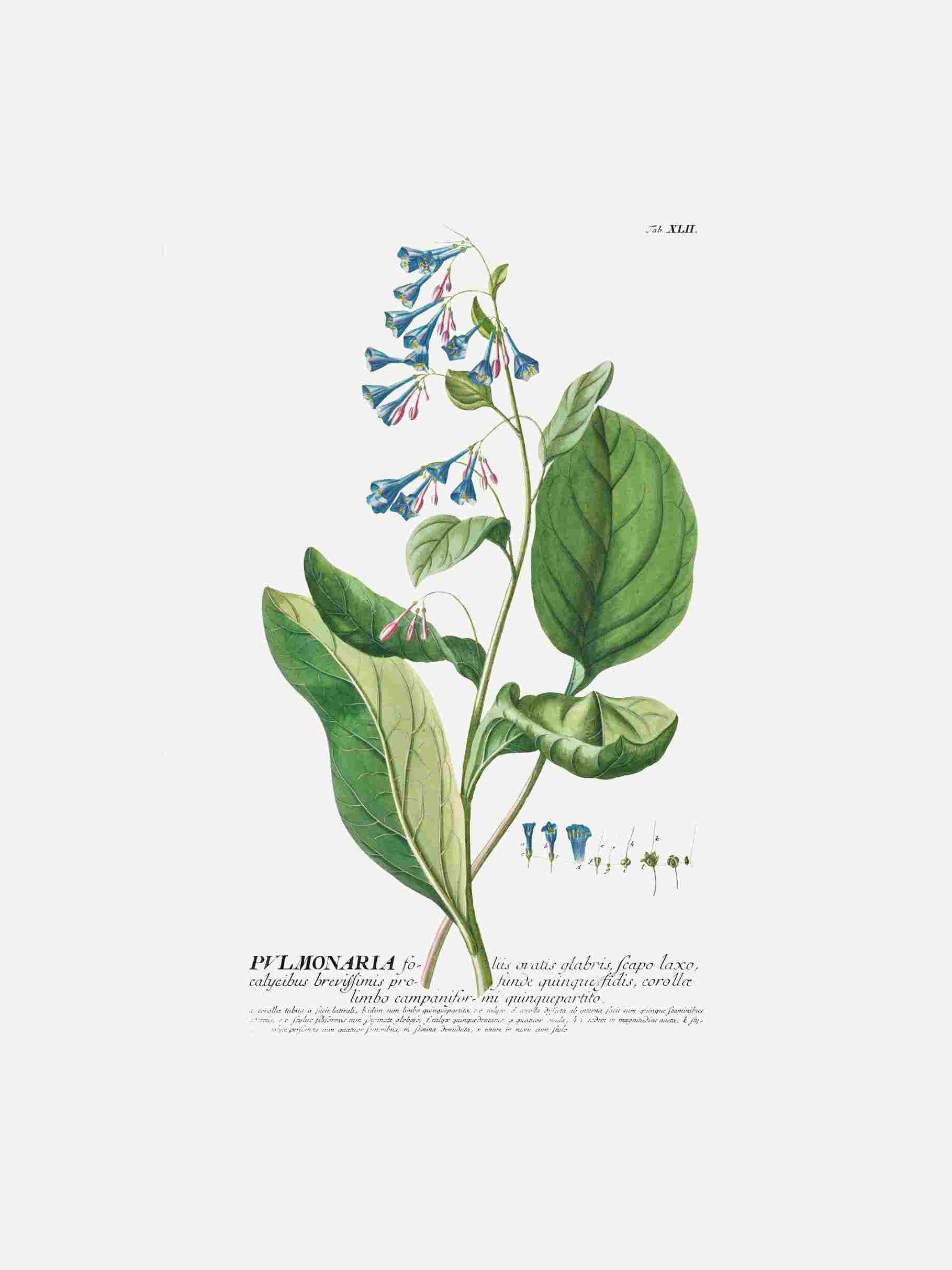 Pulmonaria