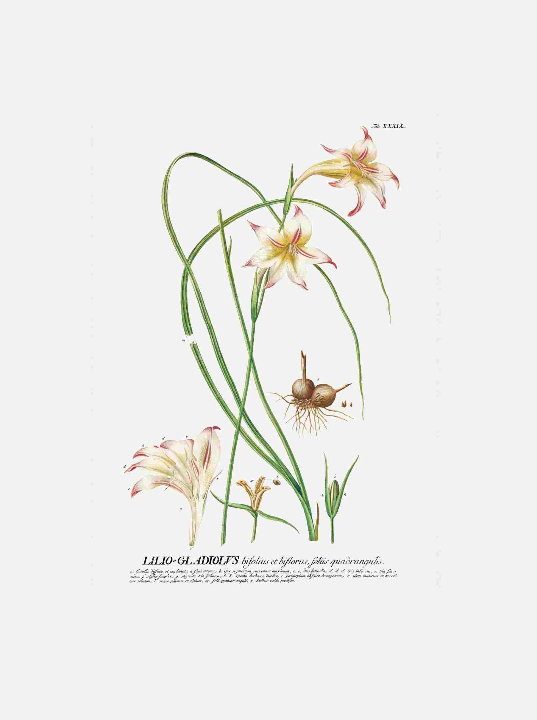 Lilio-Gladiolus