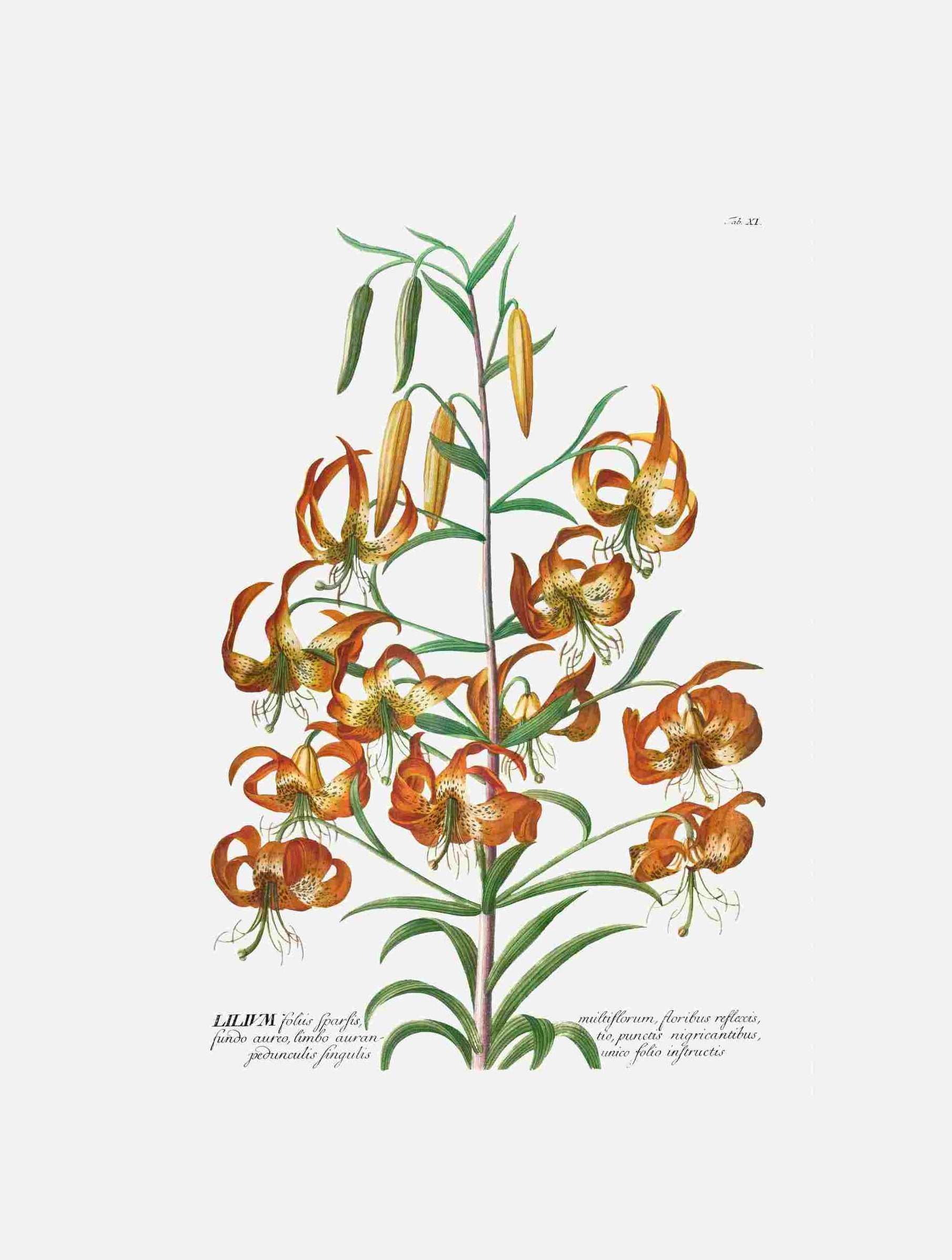 Lilium