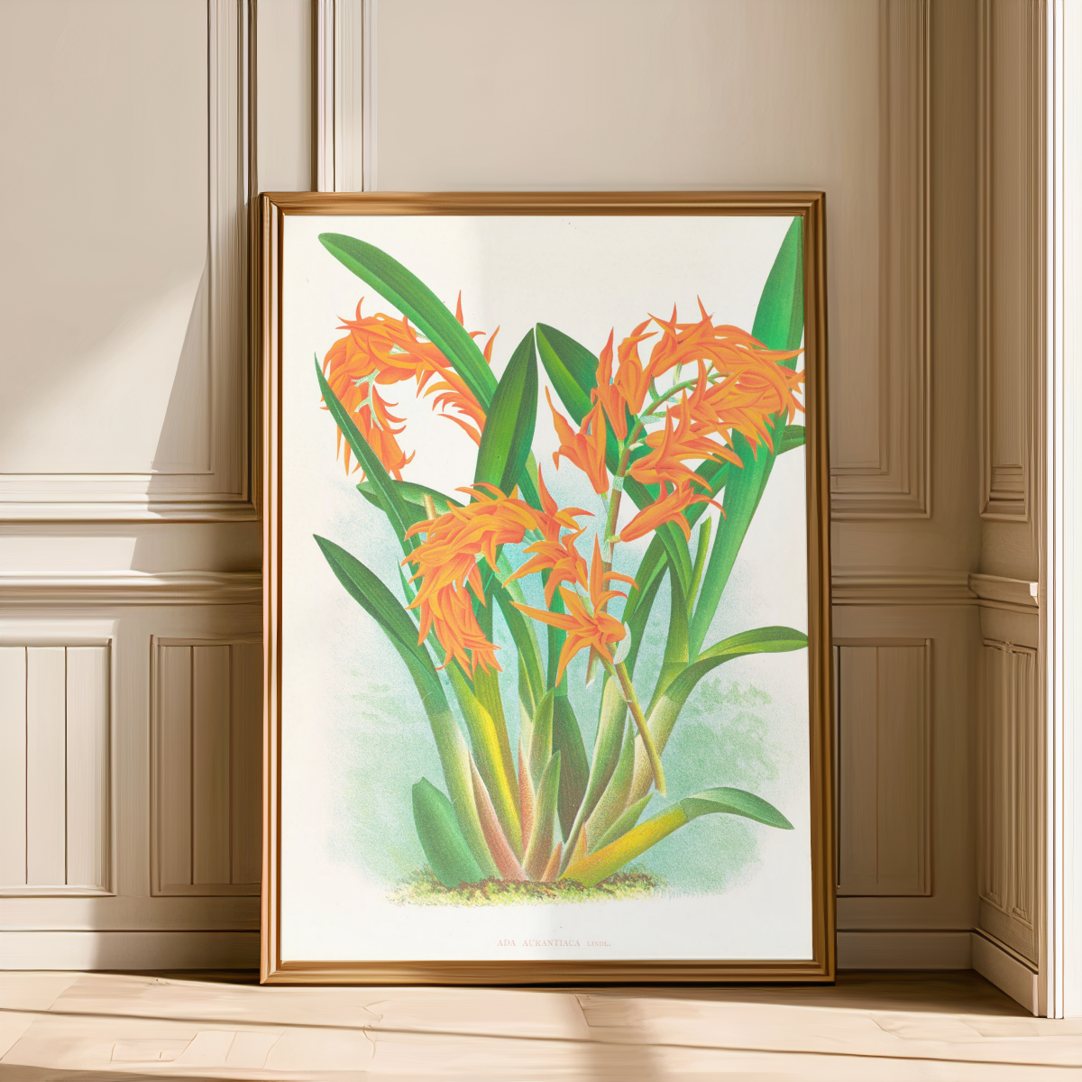 Ada aurantiaca Art Print
