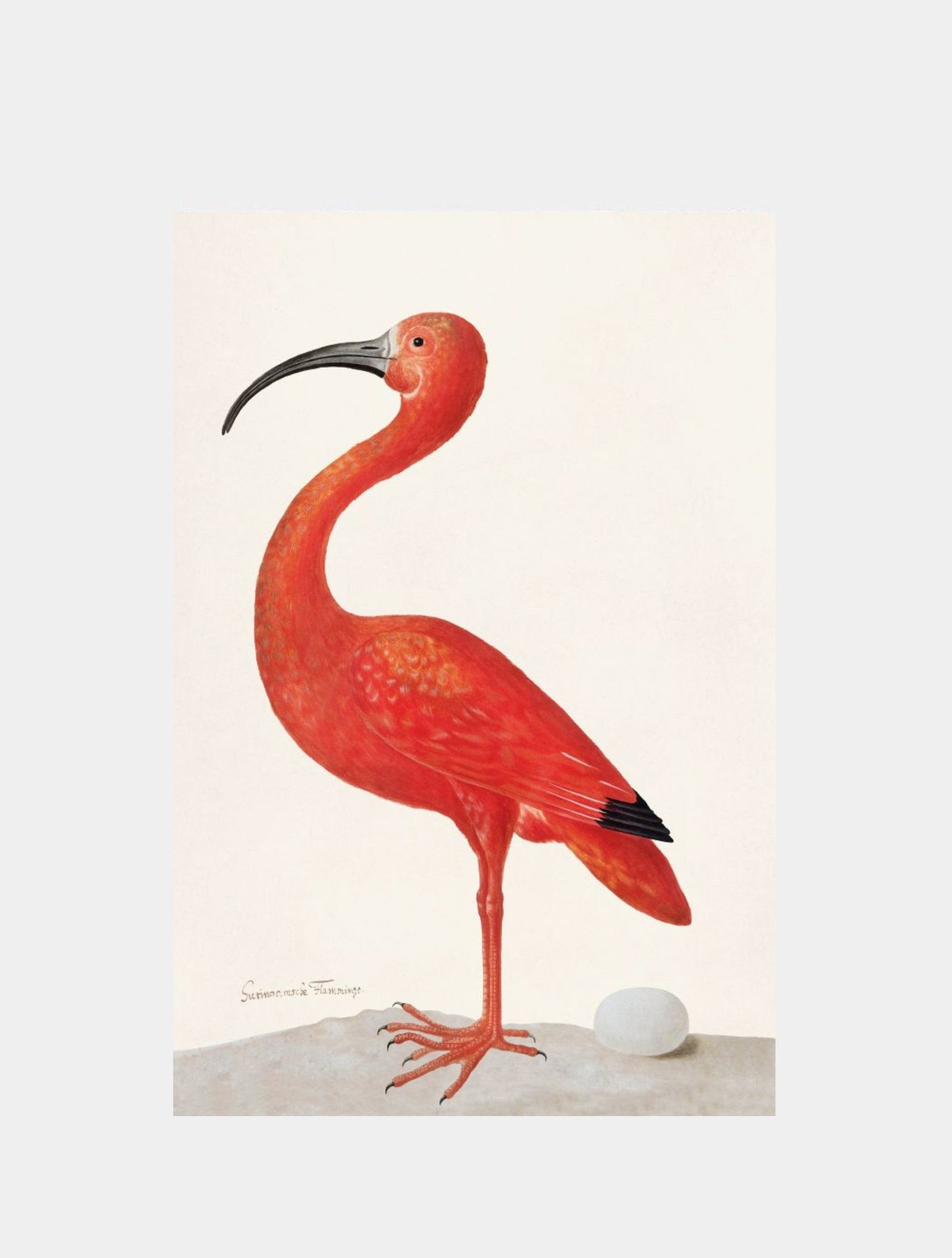 Scarlet Ibis