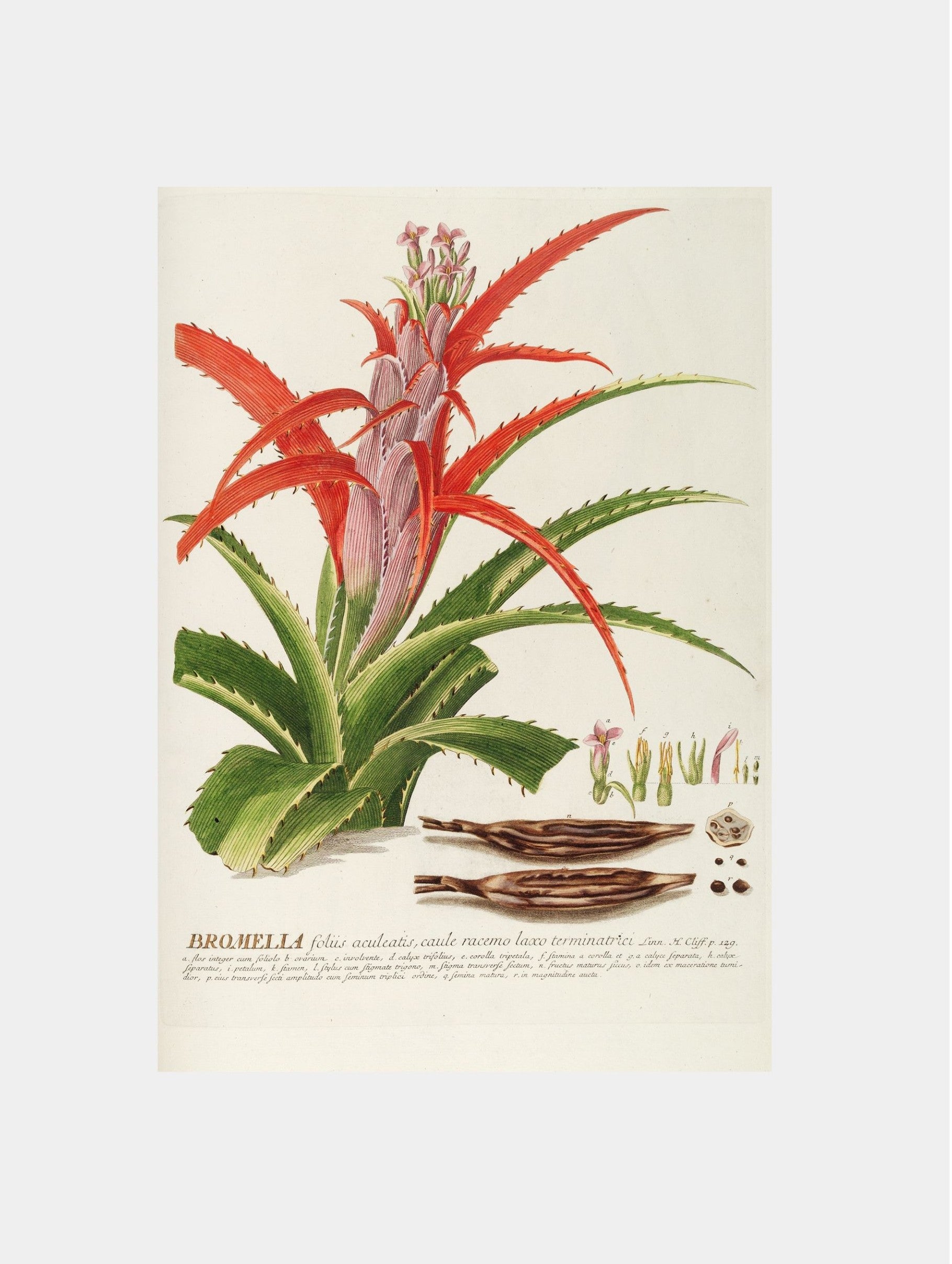 Bromelia Art Print