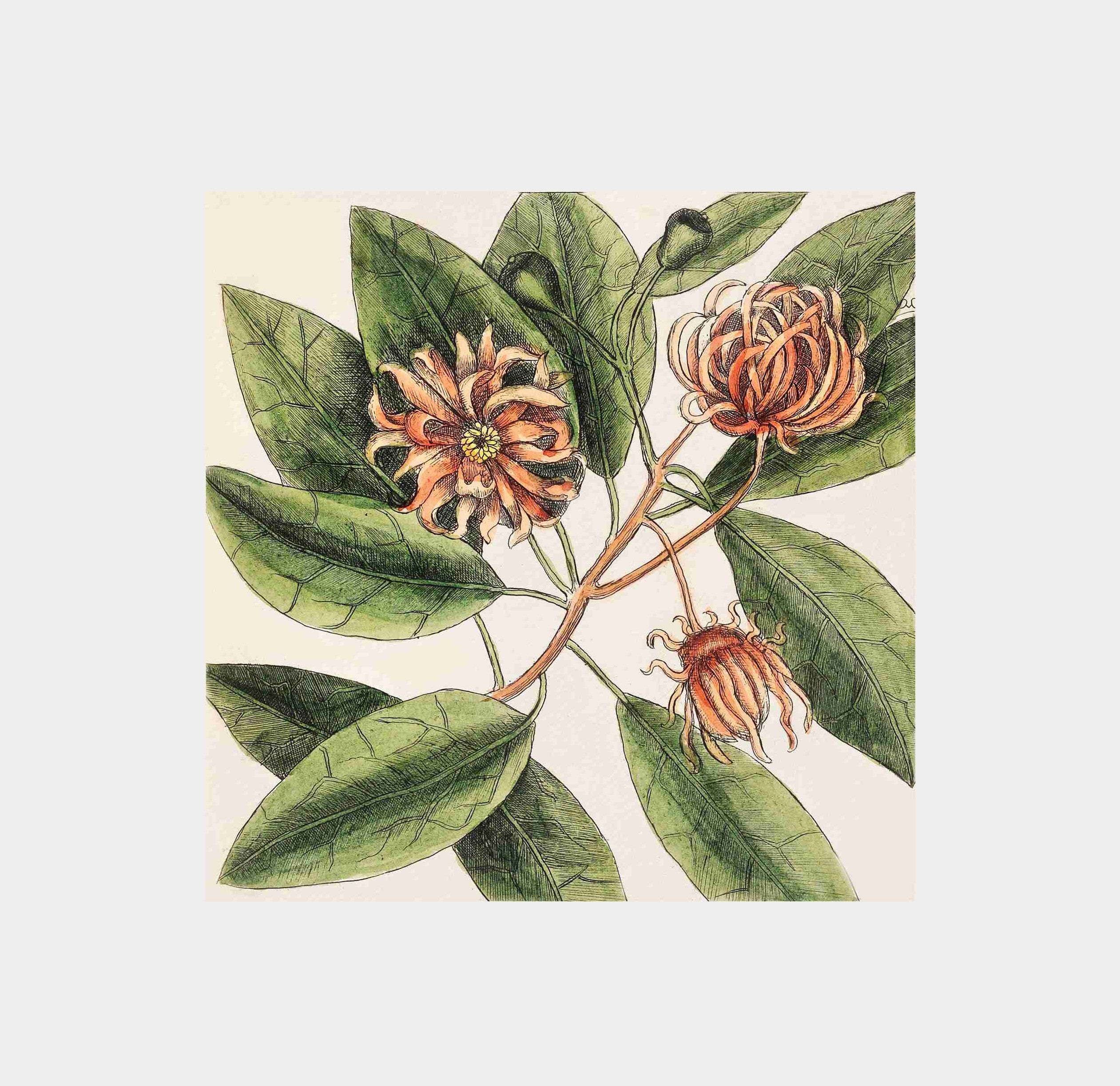 Upright Honeysuckle