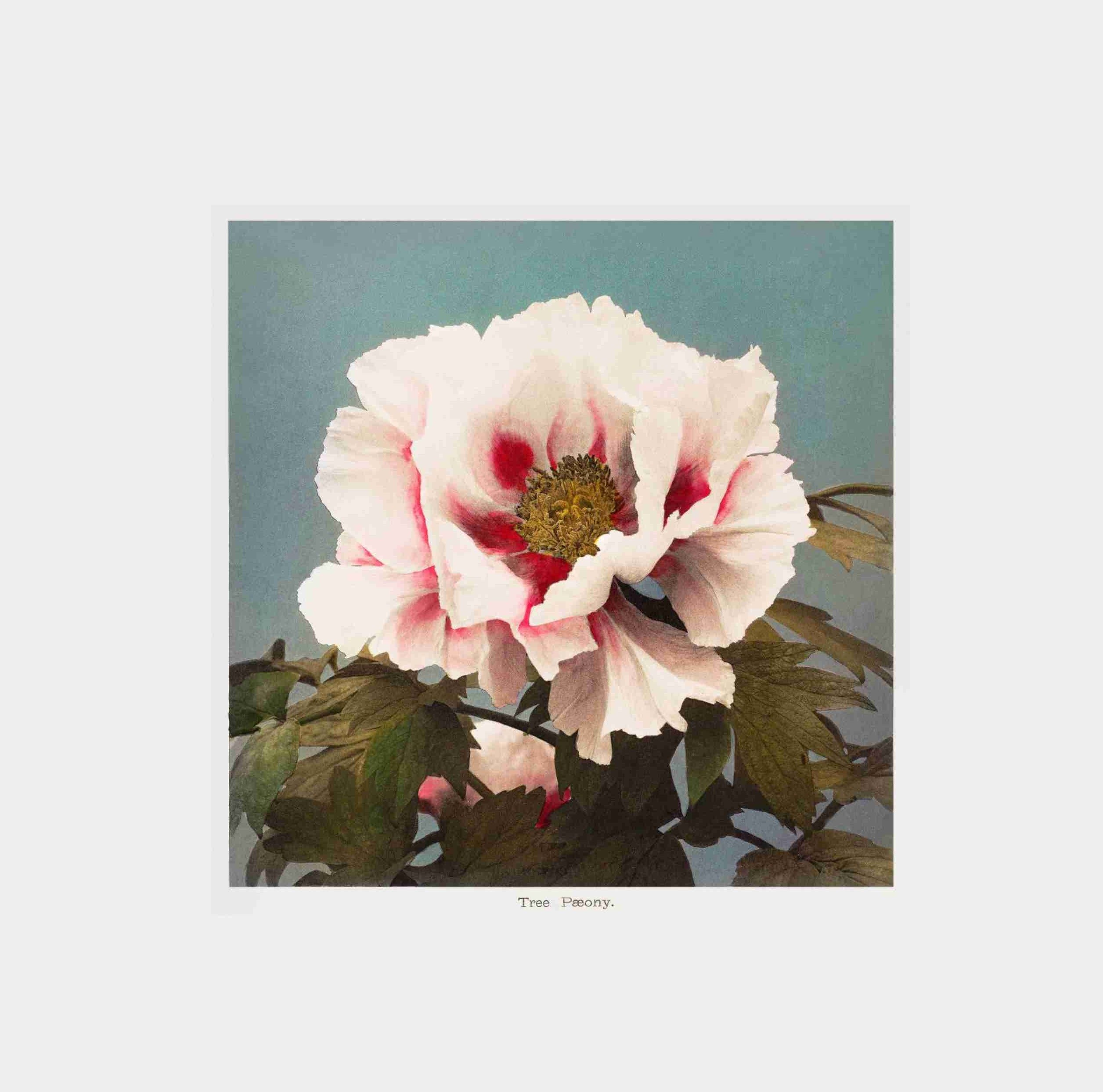 Ogawa Kazumasa Floral V