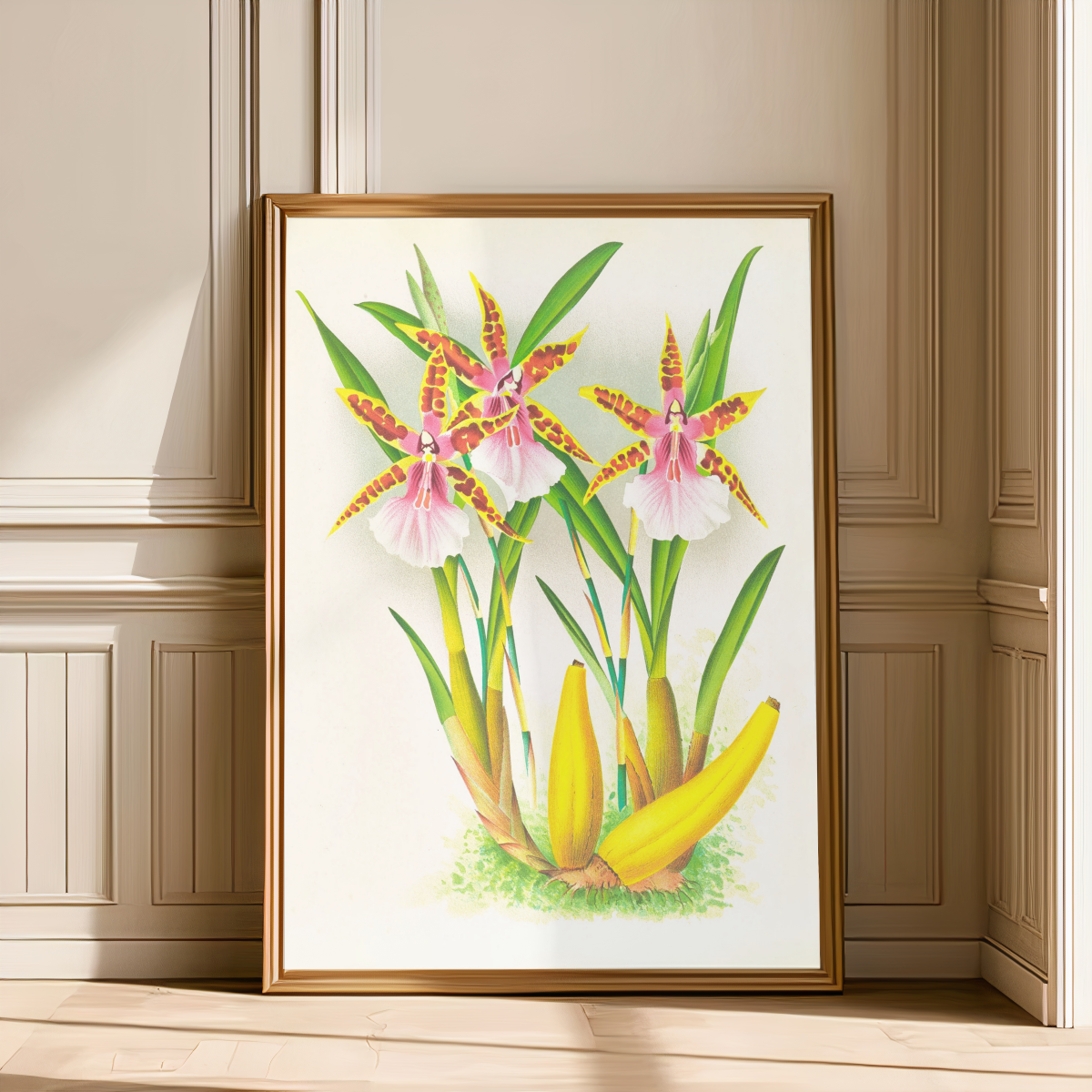 Miltonia blunti Art Print