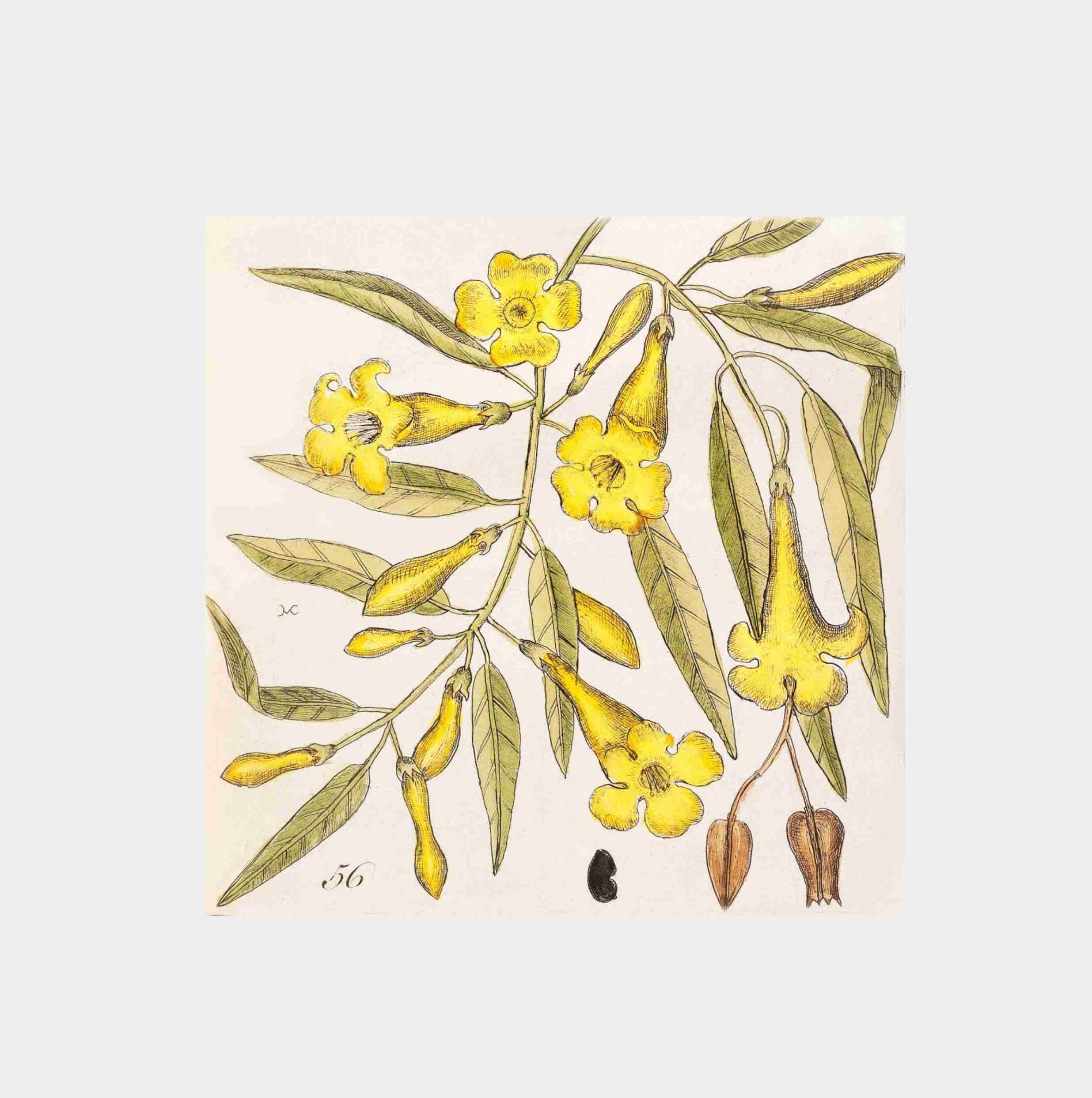 Carolina Jessamine