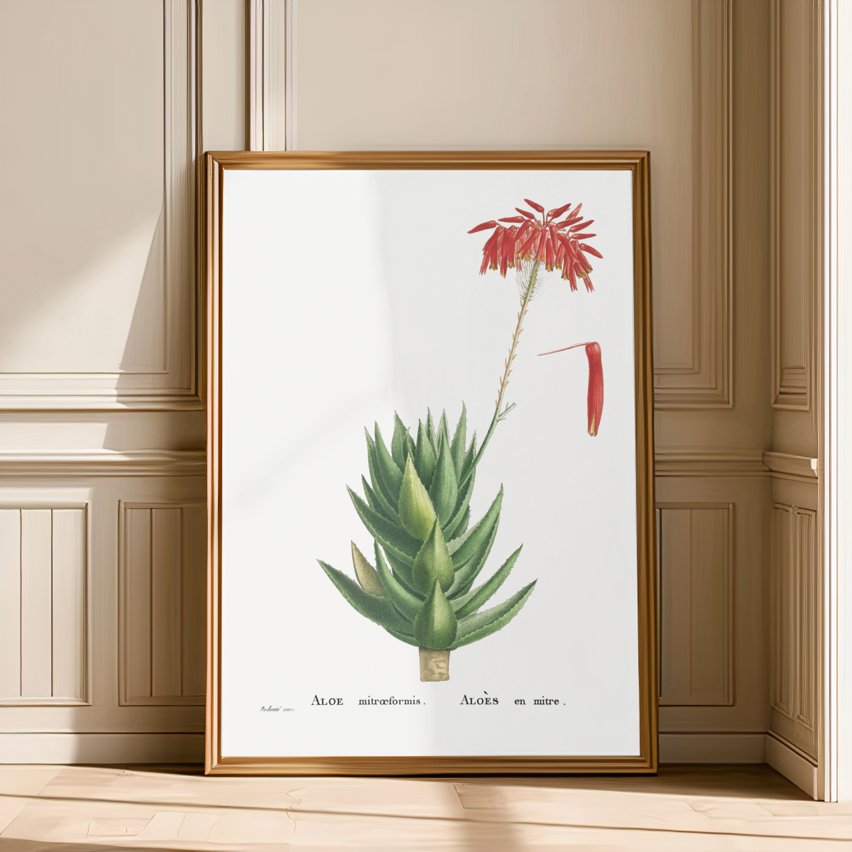 Aloe Mitraeformis Art Print